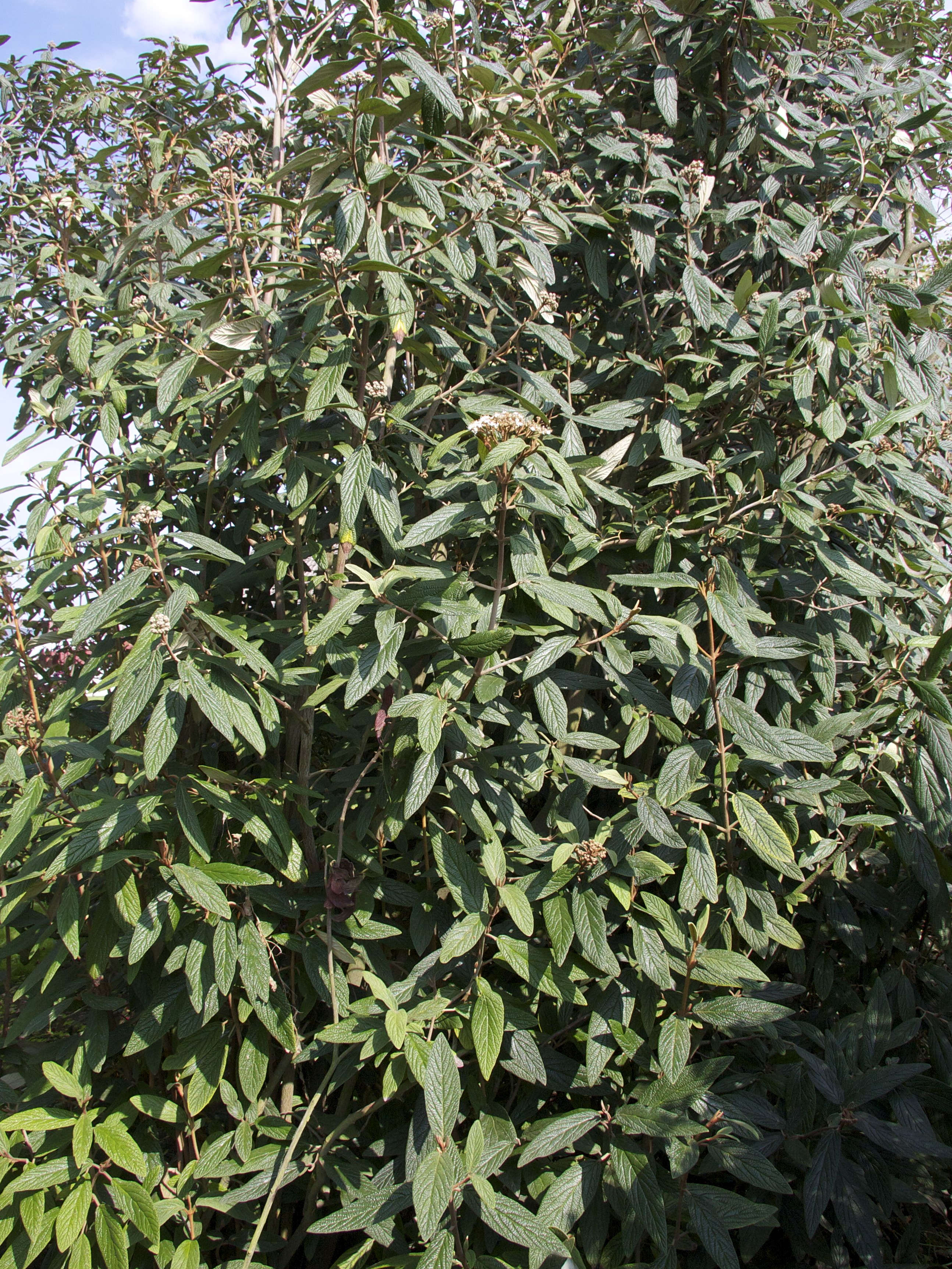 Afficher le média viburnum_rhytidophyllum4md viburnum_rhytidophyllum4md