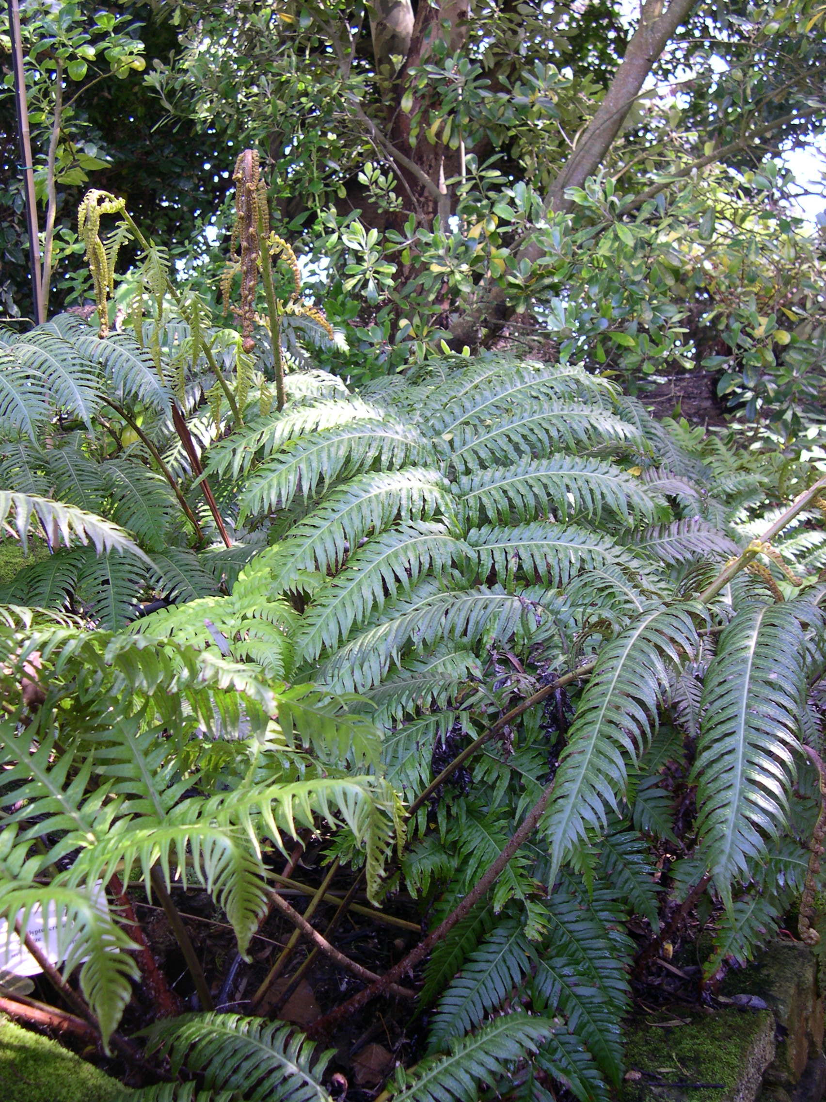 woodwardia_radicans1md