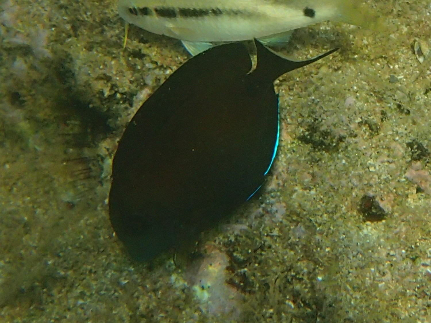 acanthurus_tennentii4bd