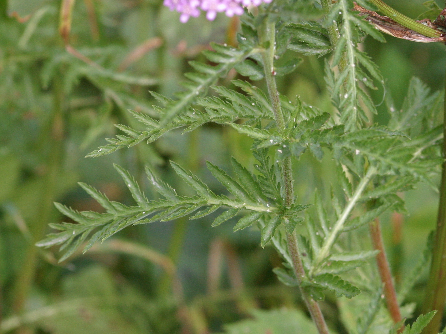 achillea_distans_tanacetifolia3bd