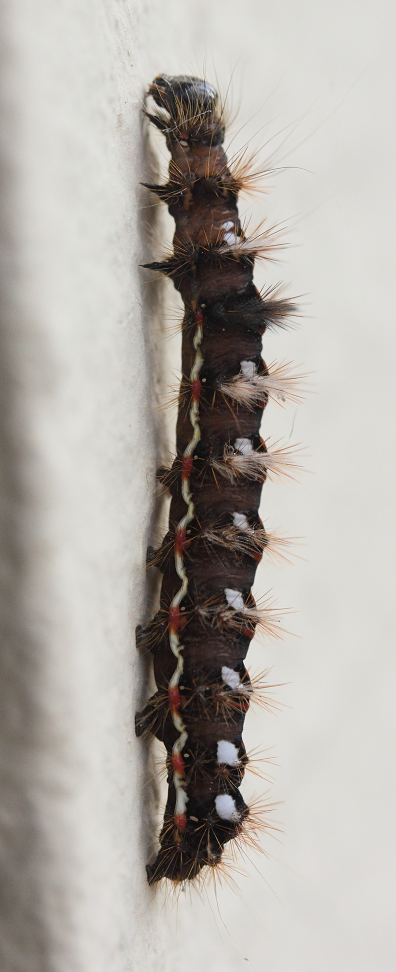acronicta_rumicis4bmd