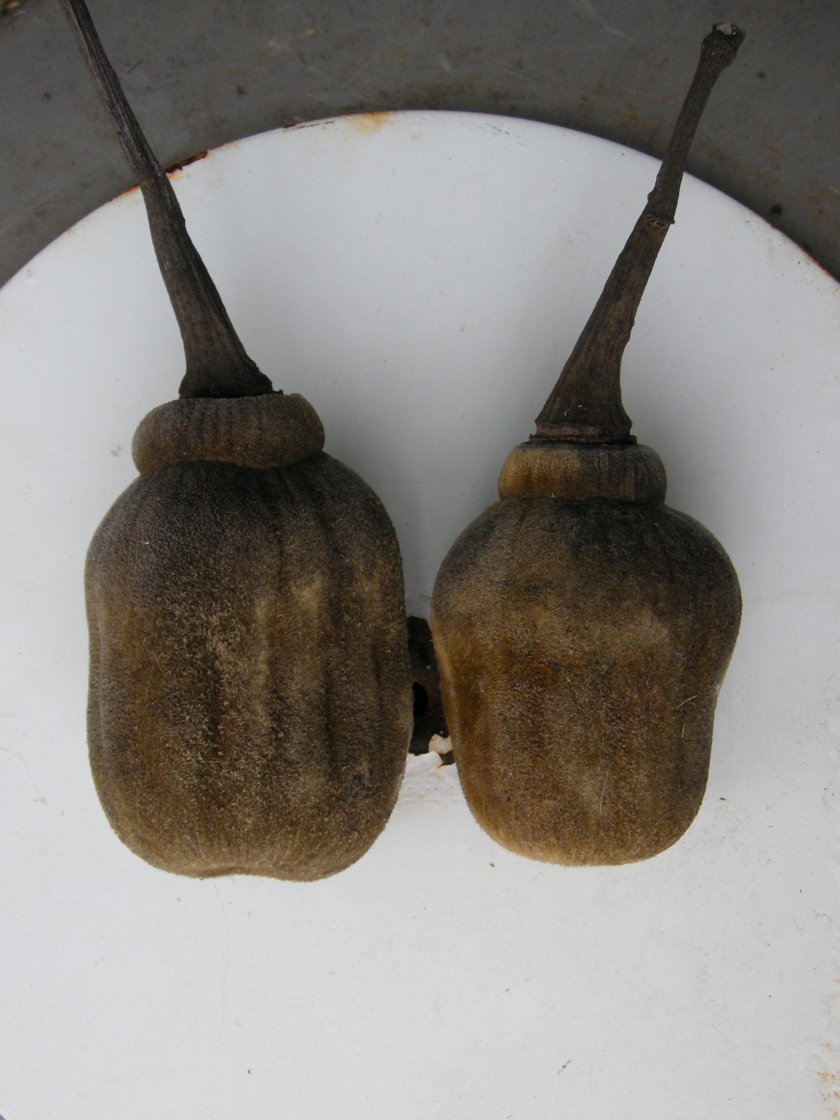 adansonia_digitata6amd