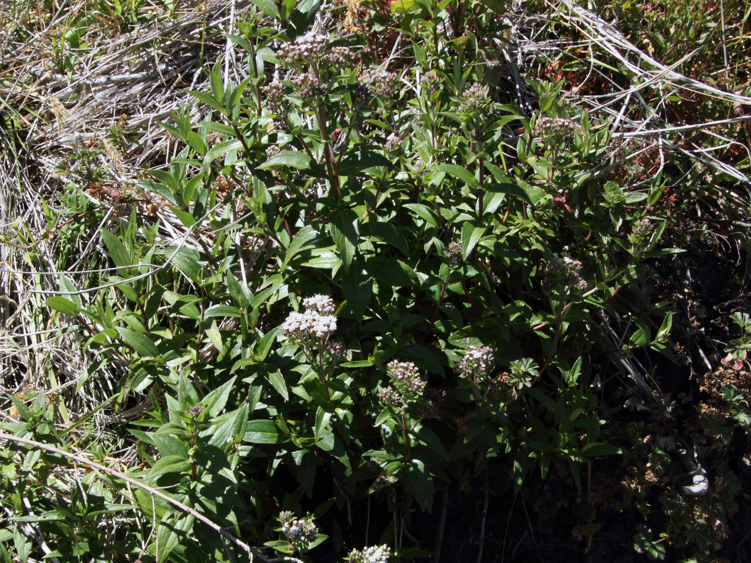ageratina_anisochroma3md