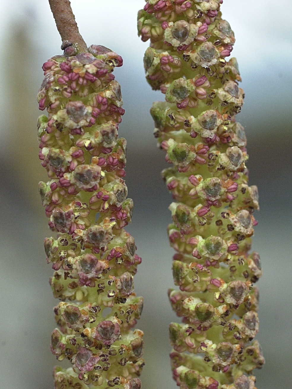 alnus_glutinosa4md