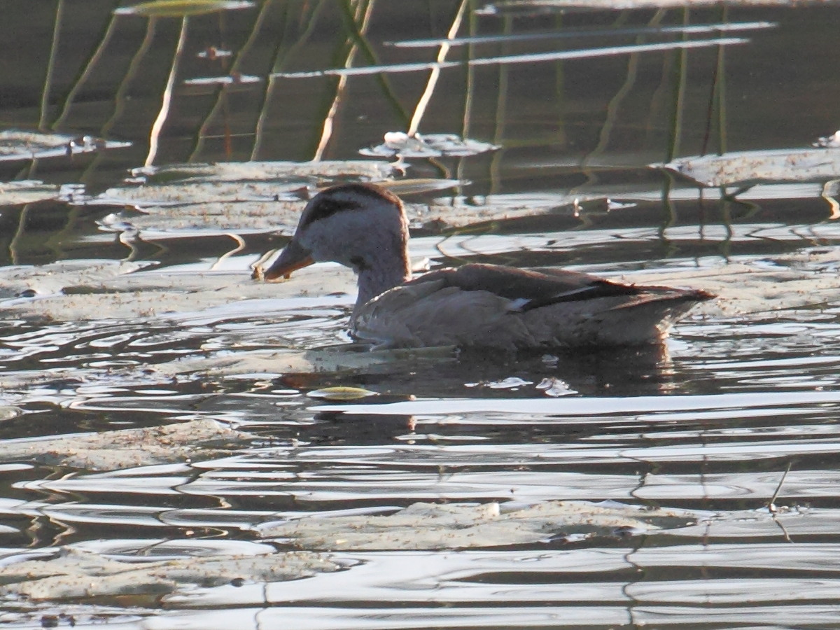 anserelle_de_coromandel_-_nettapus_coromandelianus2bd