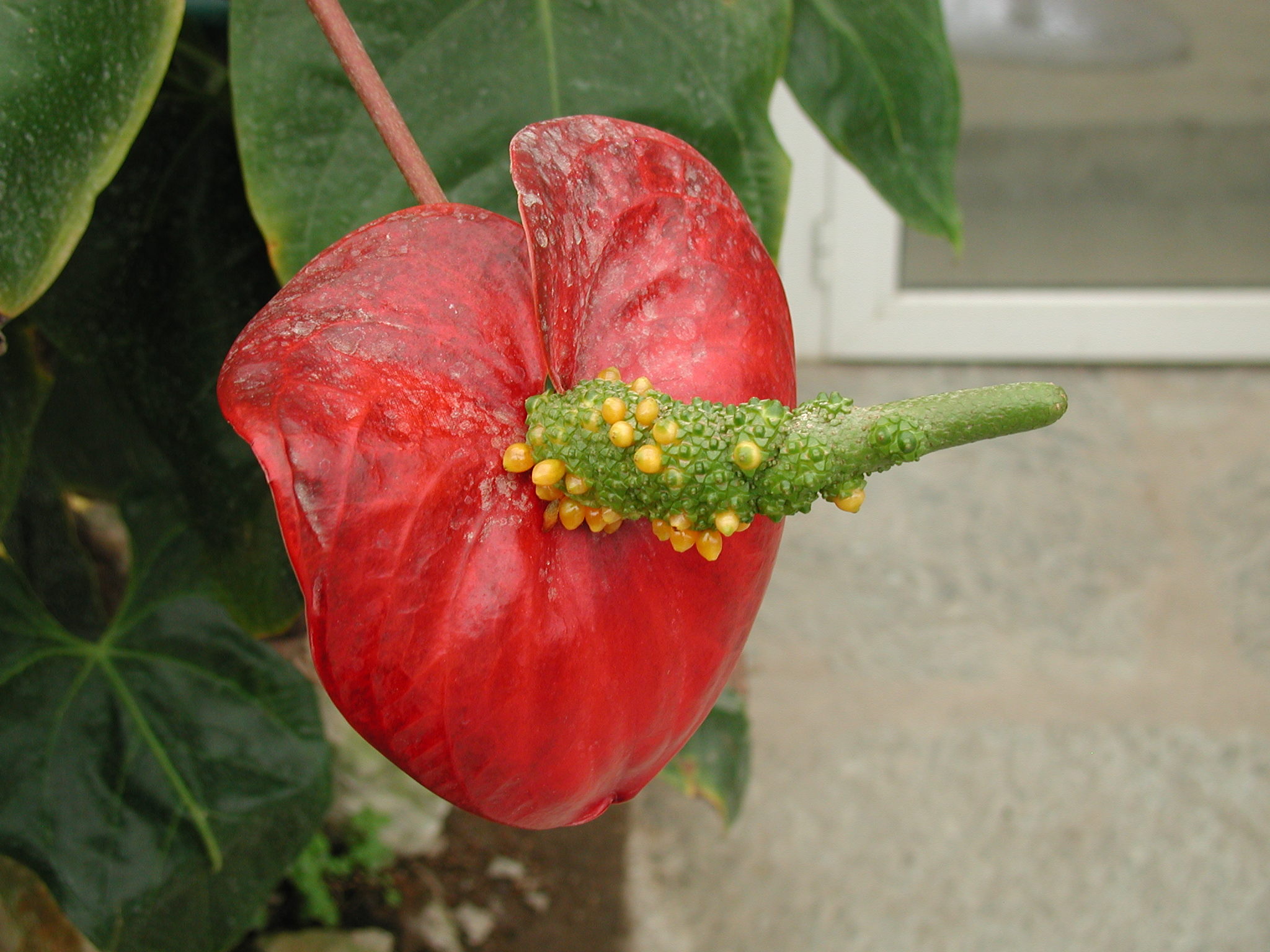 anthurium_andraeanum3md