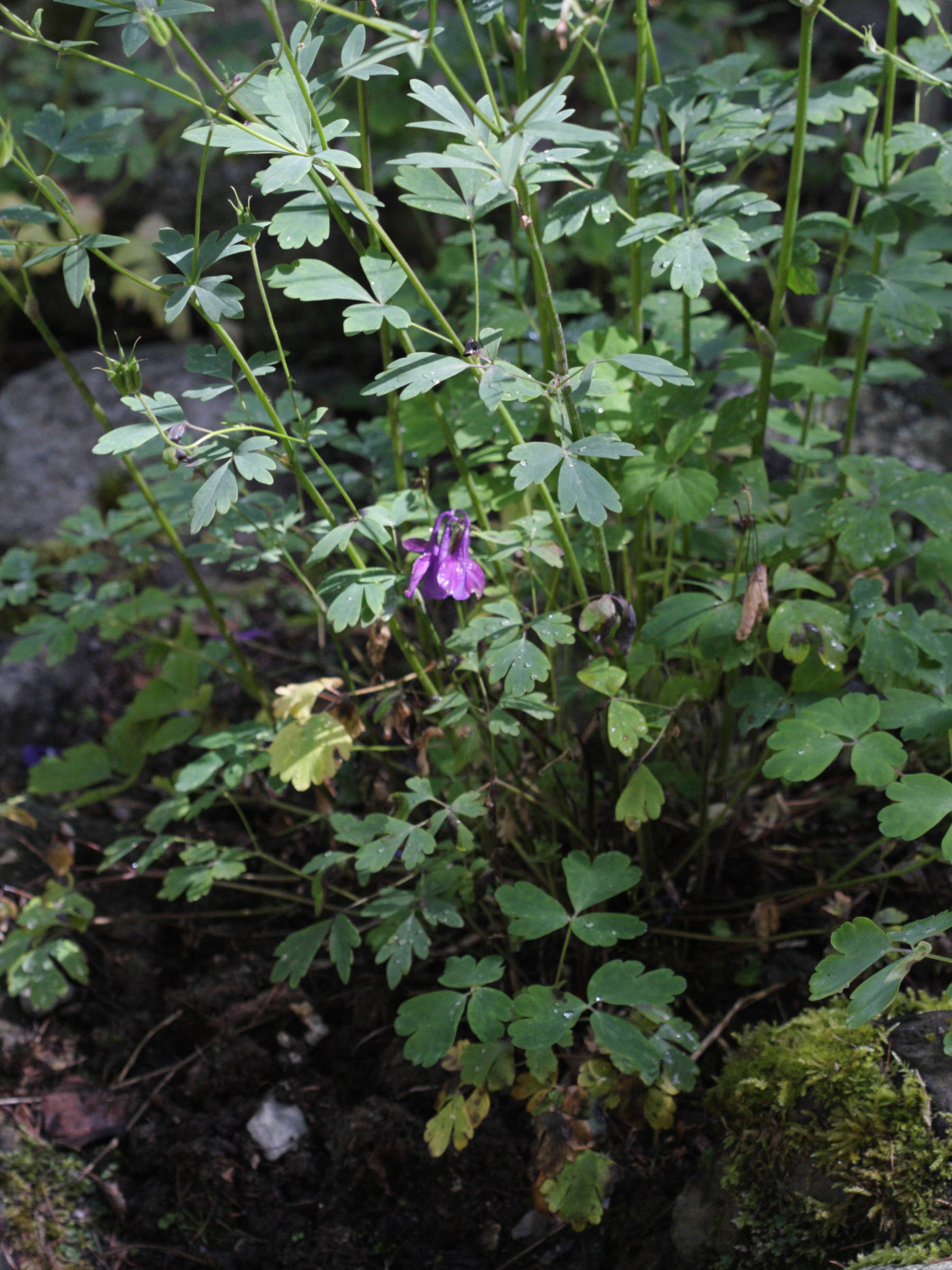 aquilegia_einseleana1bd