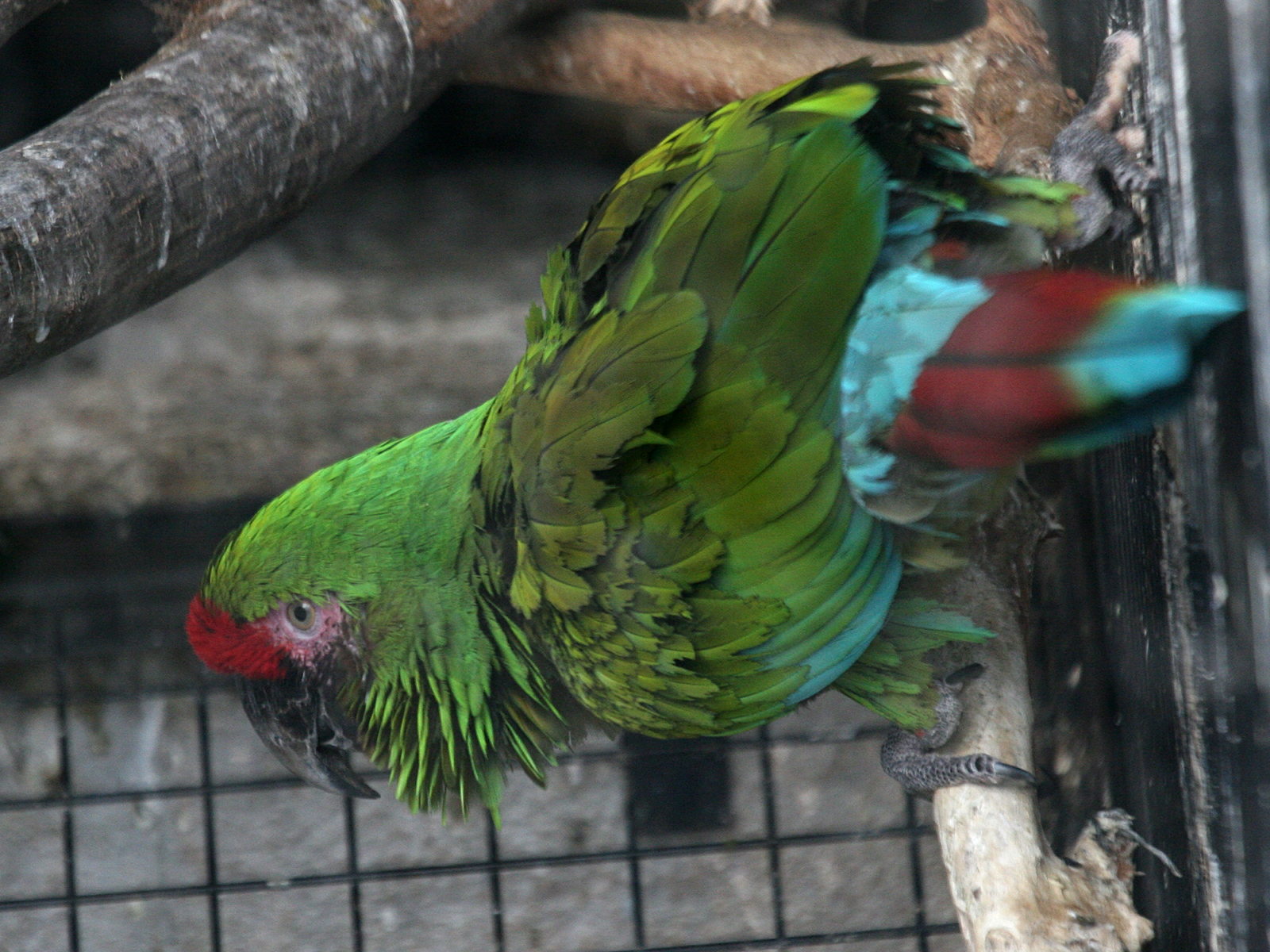 ara_militaire_-_ara_militaris1md