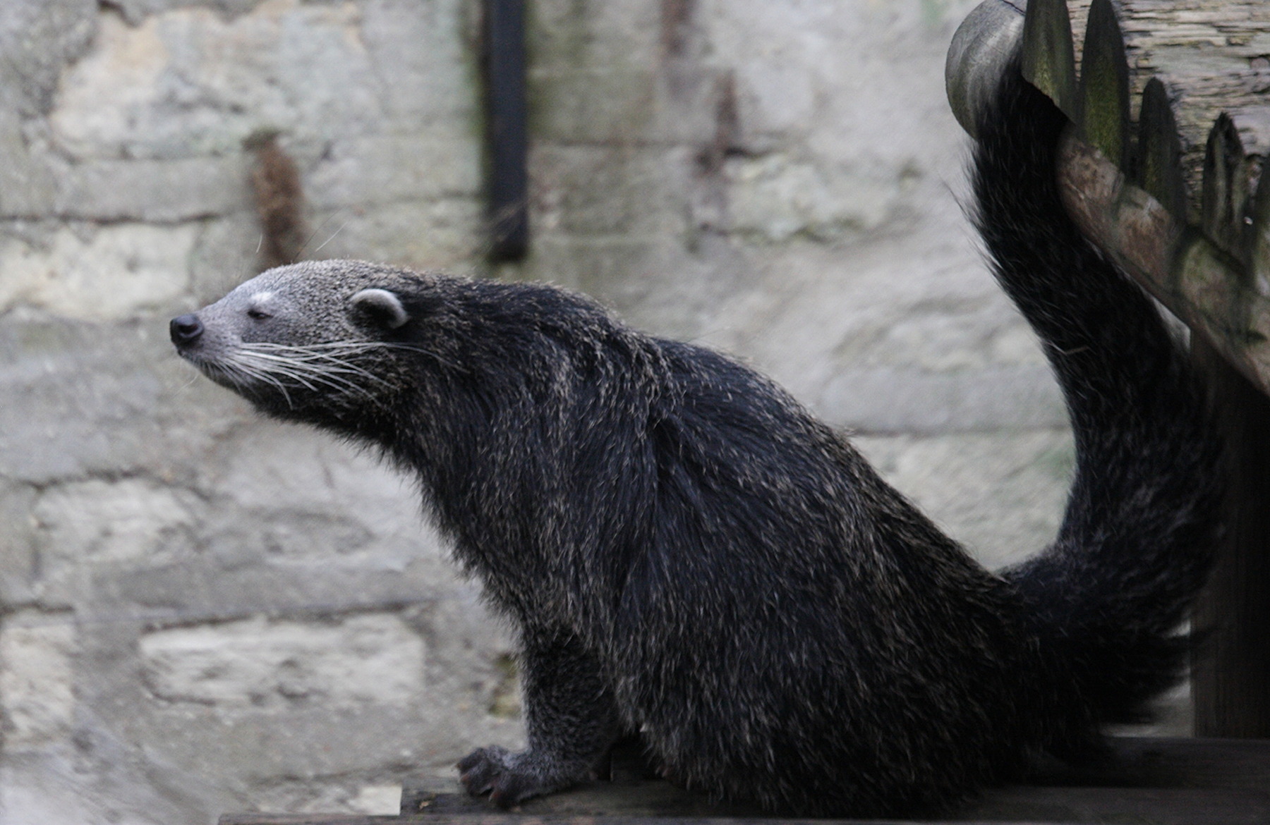 arctictis_binturong2md