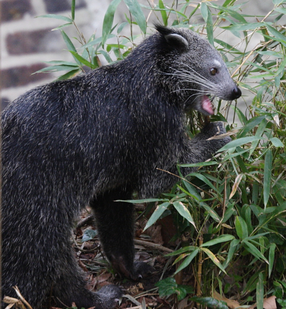 arctictis_binturong3md