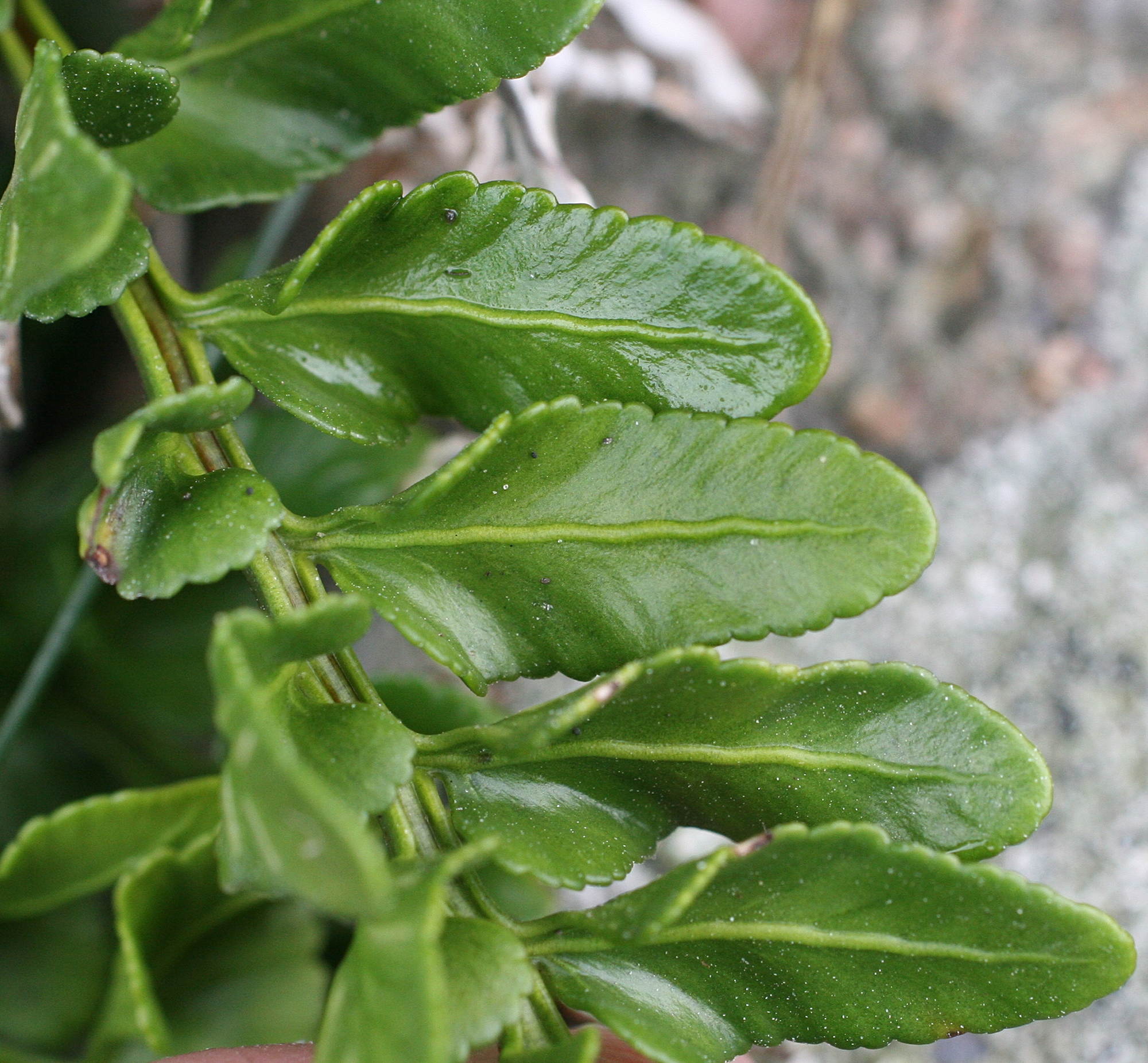 asplenium_marinum2md