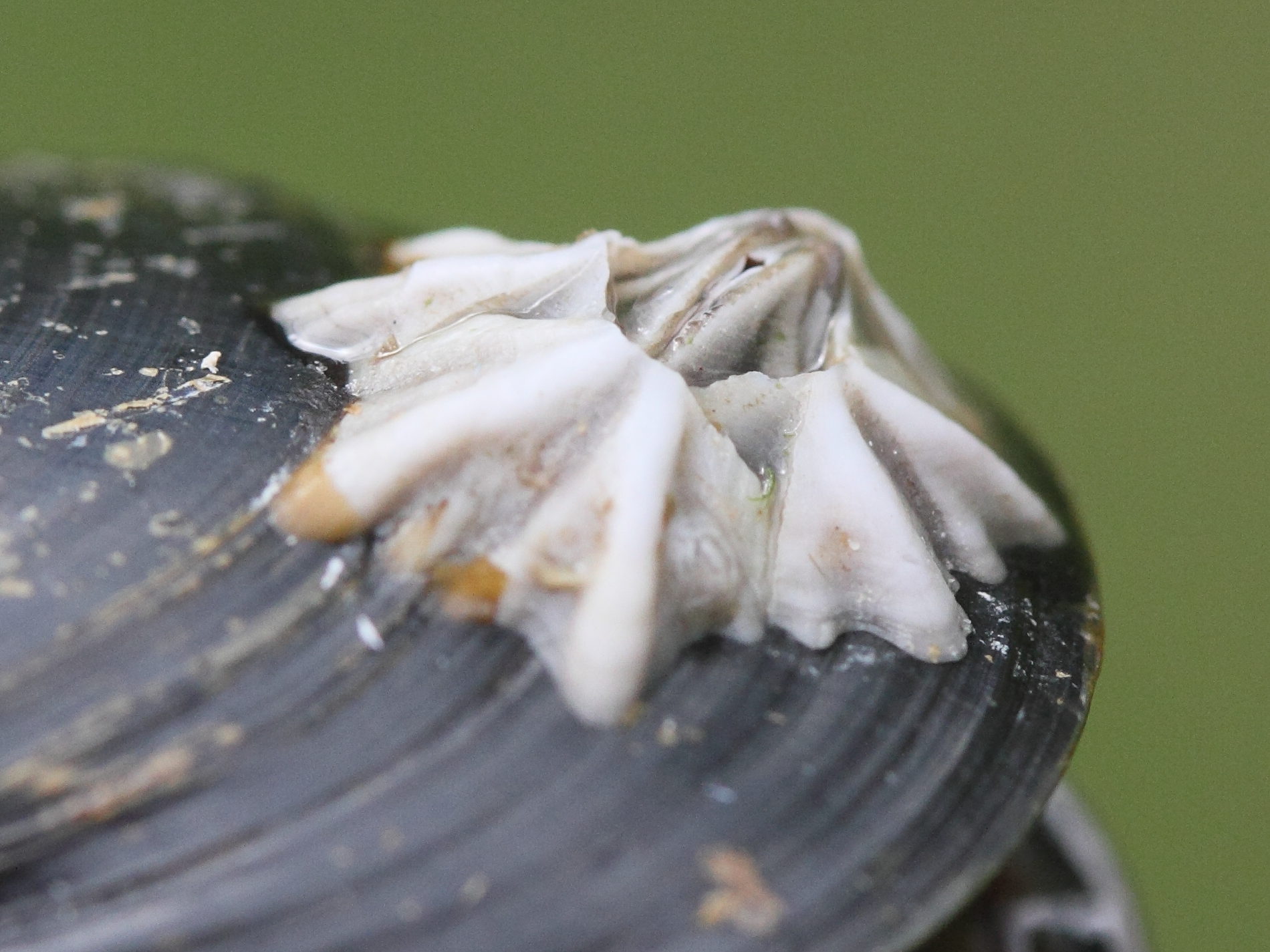 austrominius_modestus4md