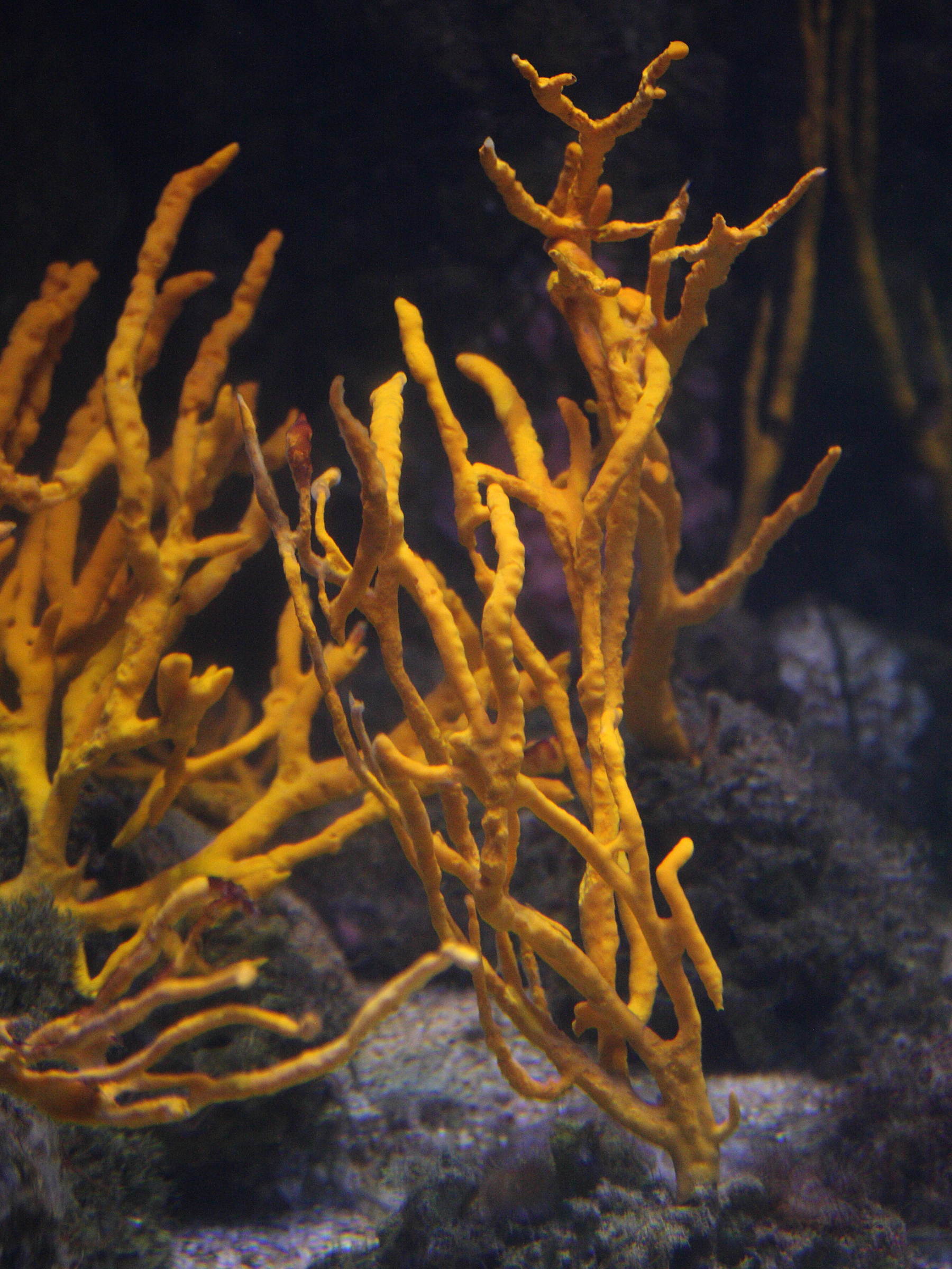 axinella_polypoides1md