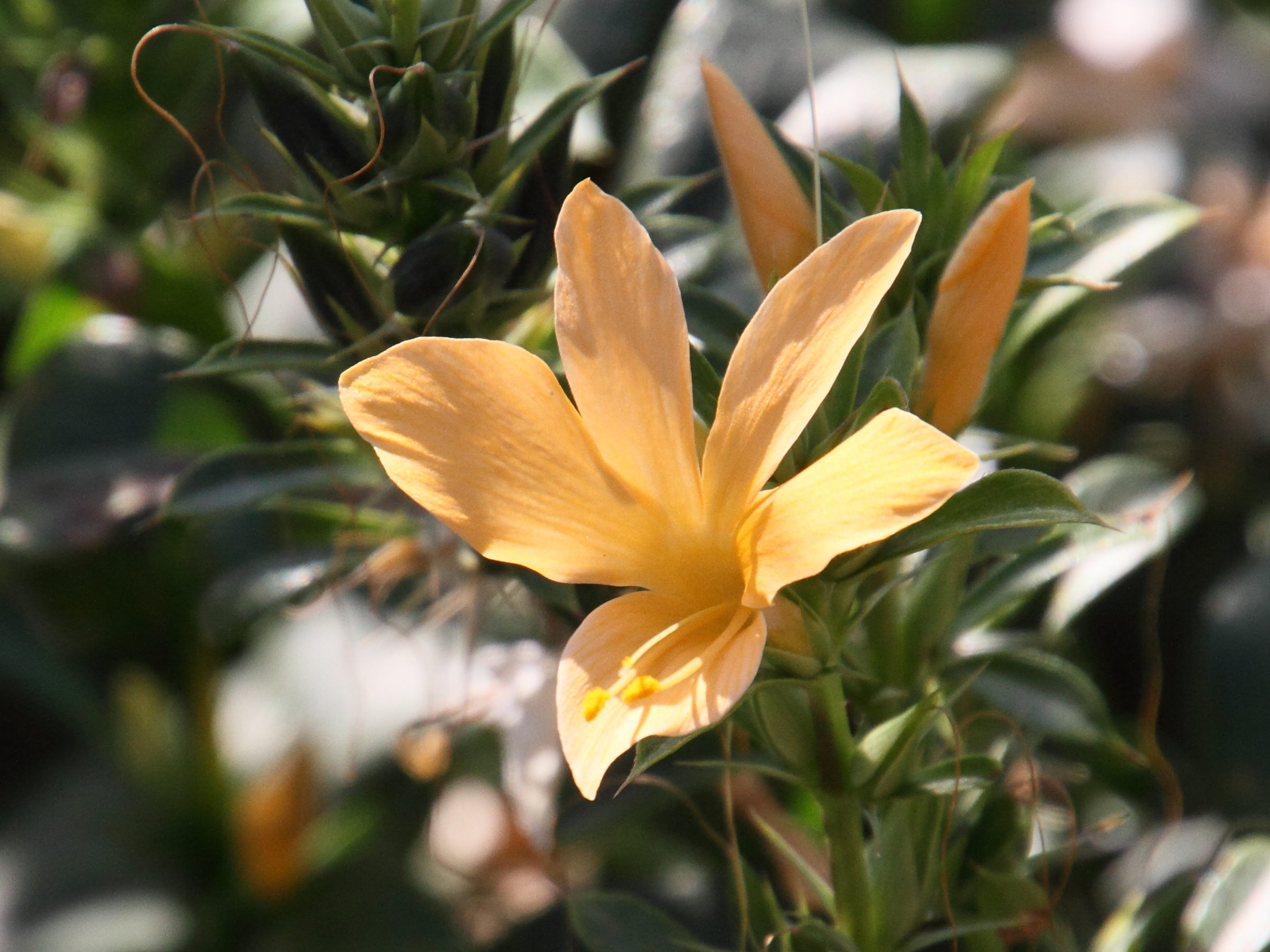 barleria_prionitis4md