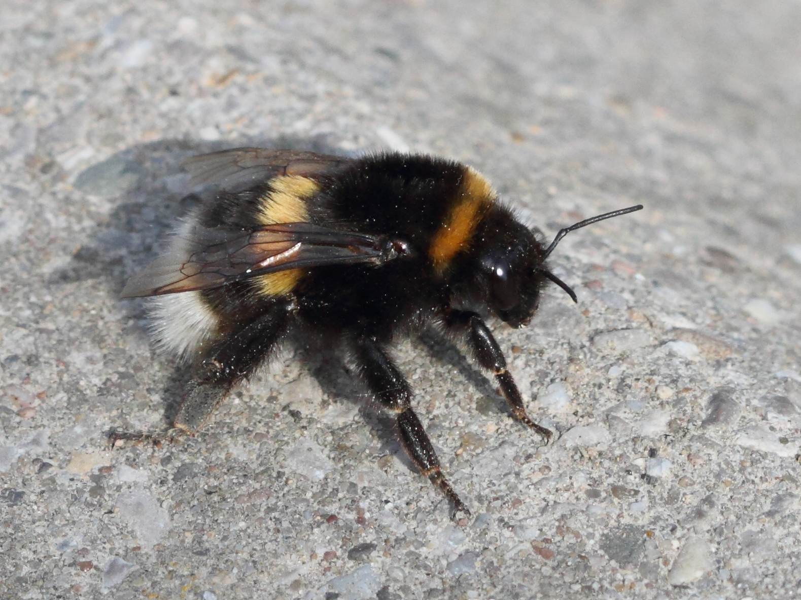 bombus_terrestris2bd