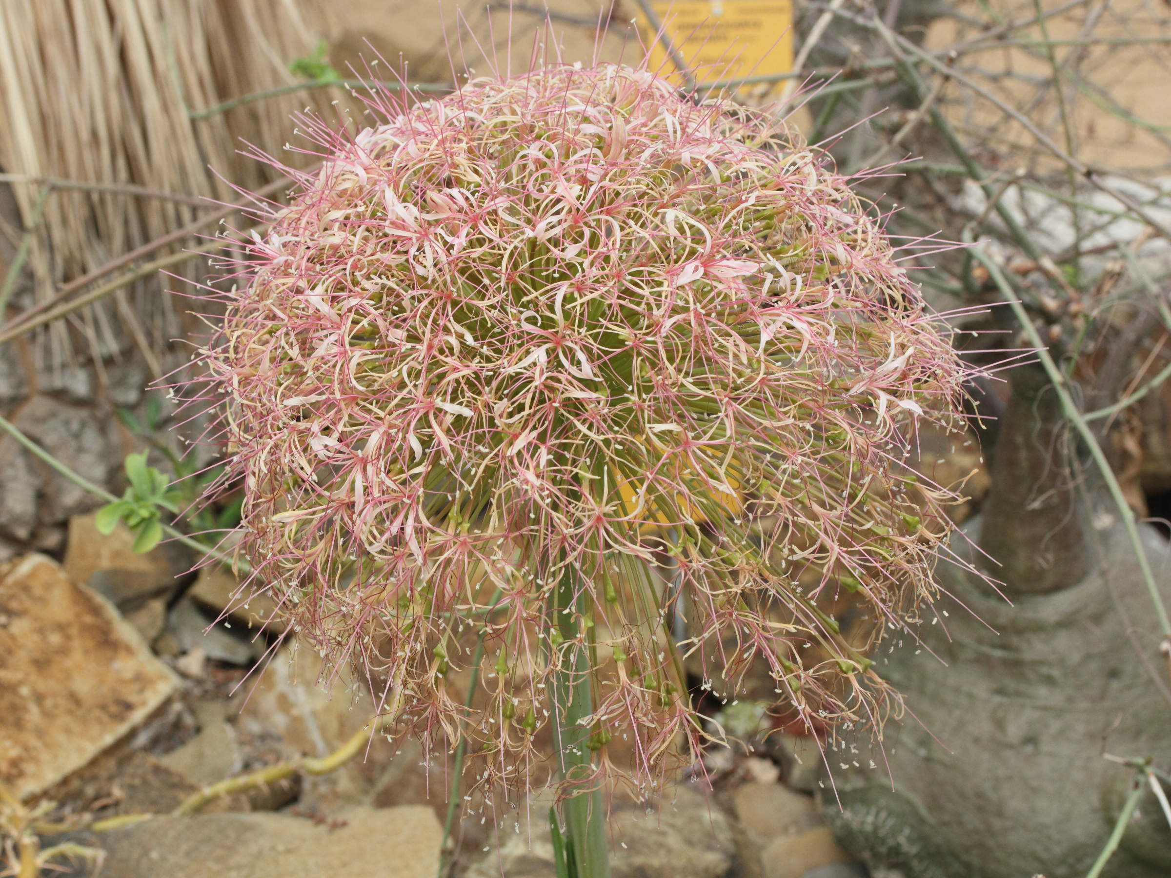 boophone_disticha2md