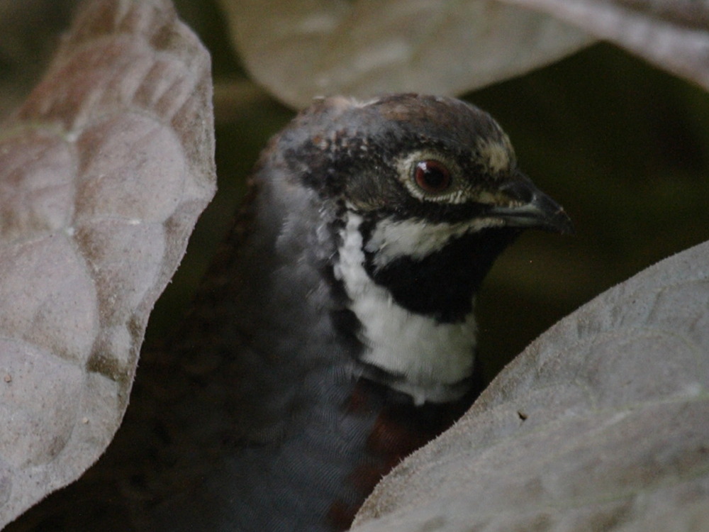 caille_peinte_de_chine_-_coturnix_chinensis2bd
