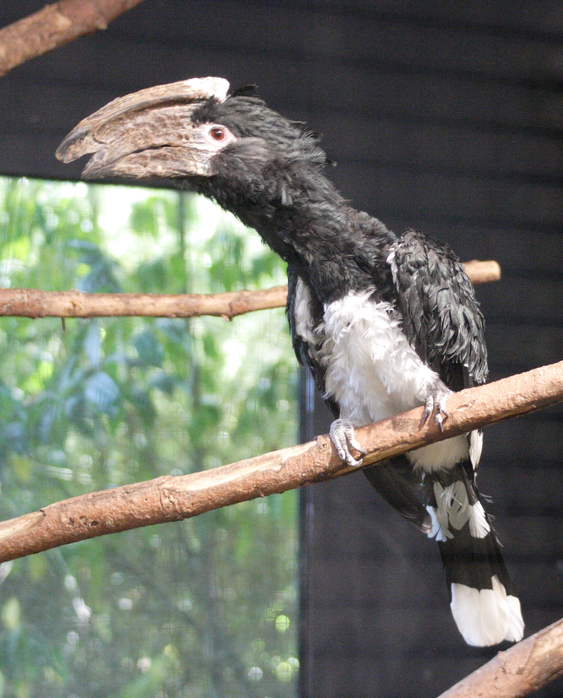 calao_trompette_-_bycanistes_bucinator2md