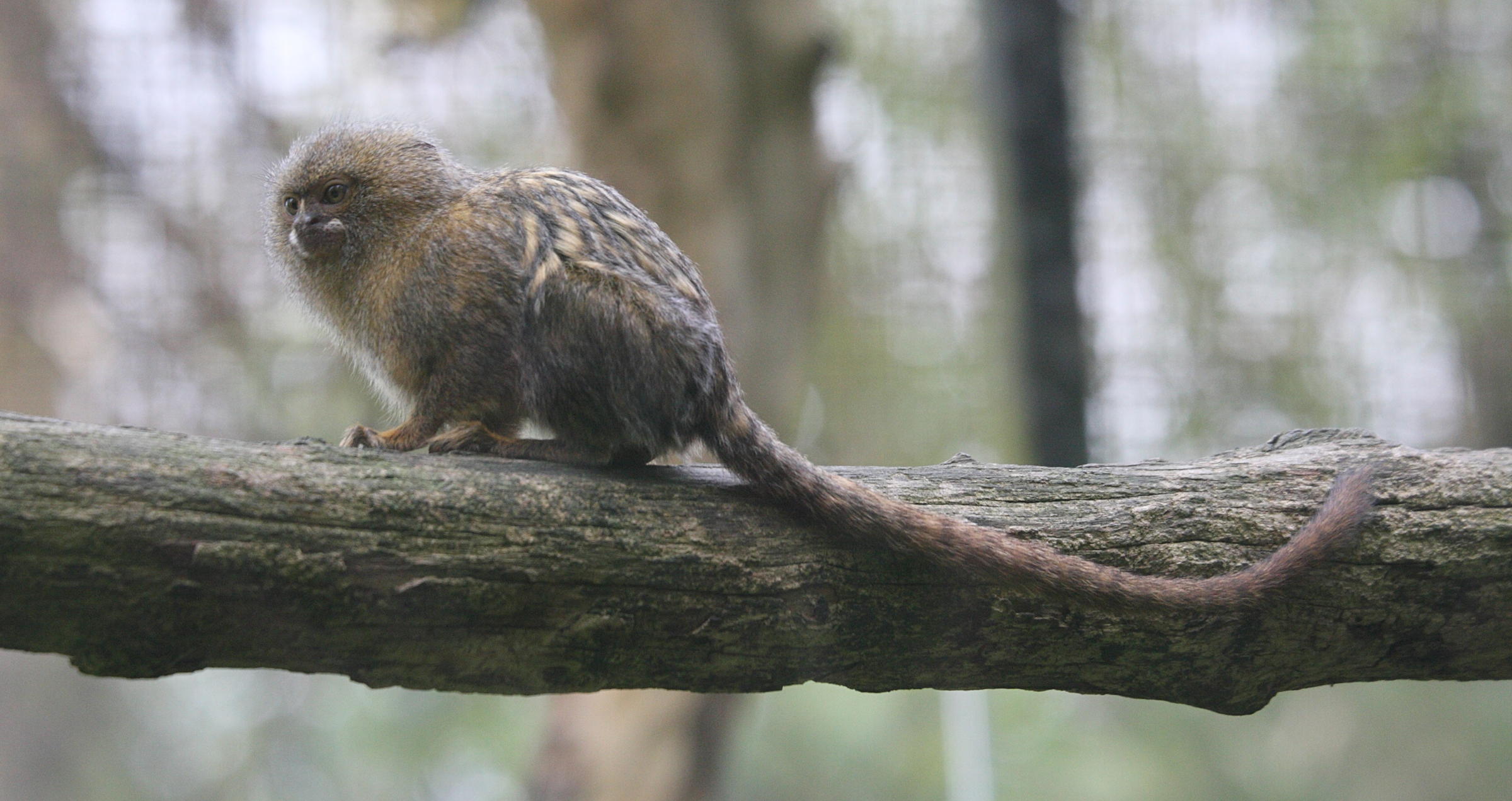 callithrix_pygmaea3md