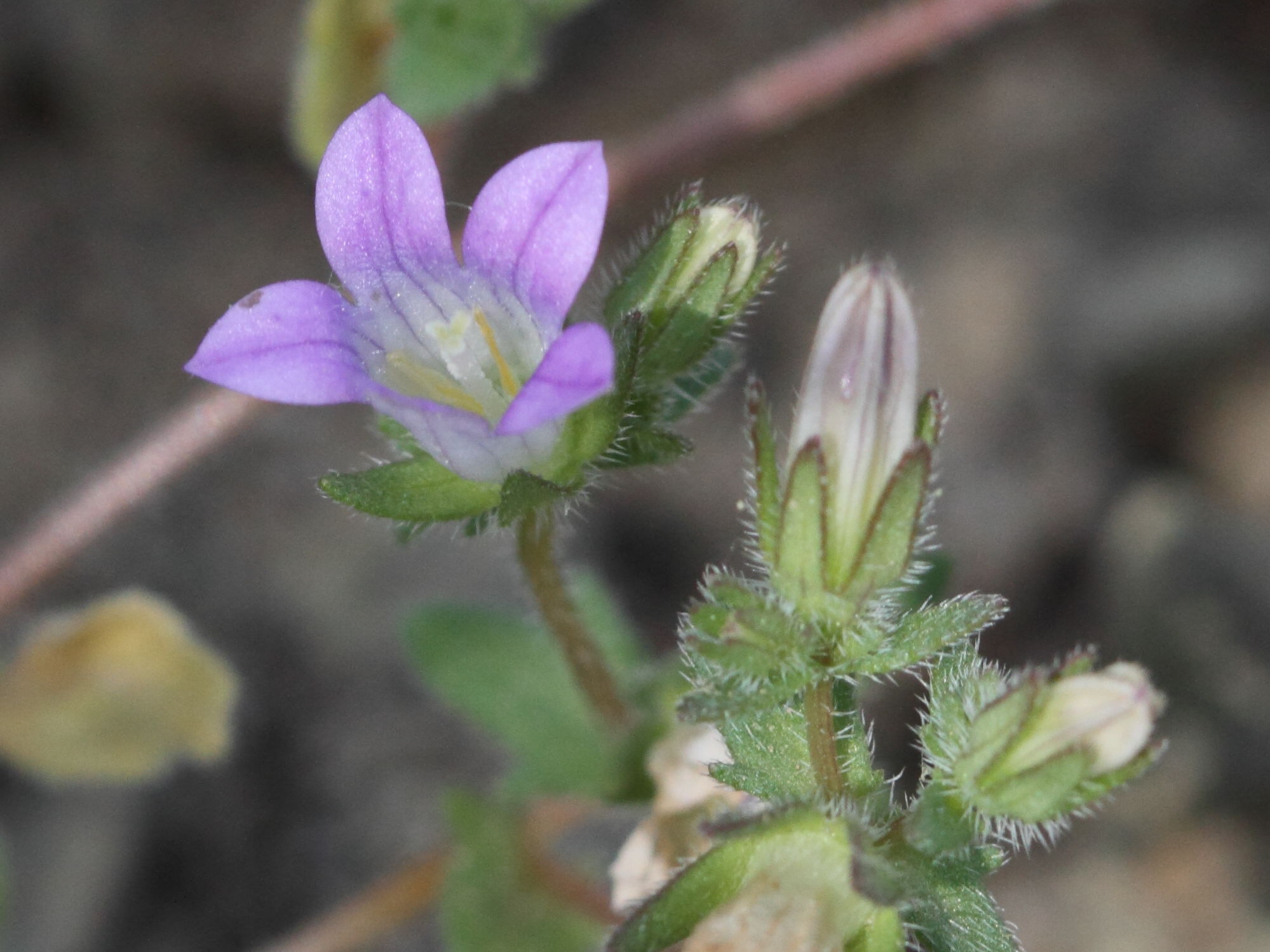 Afficher le média Campanula_rhodensis Campanula_rhodensis