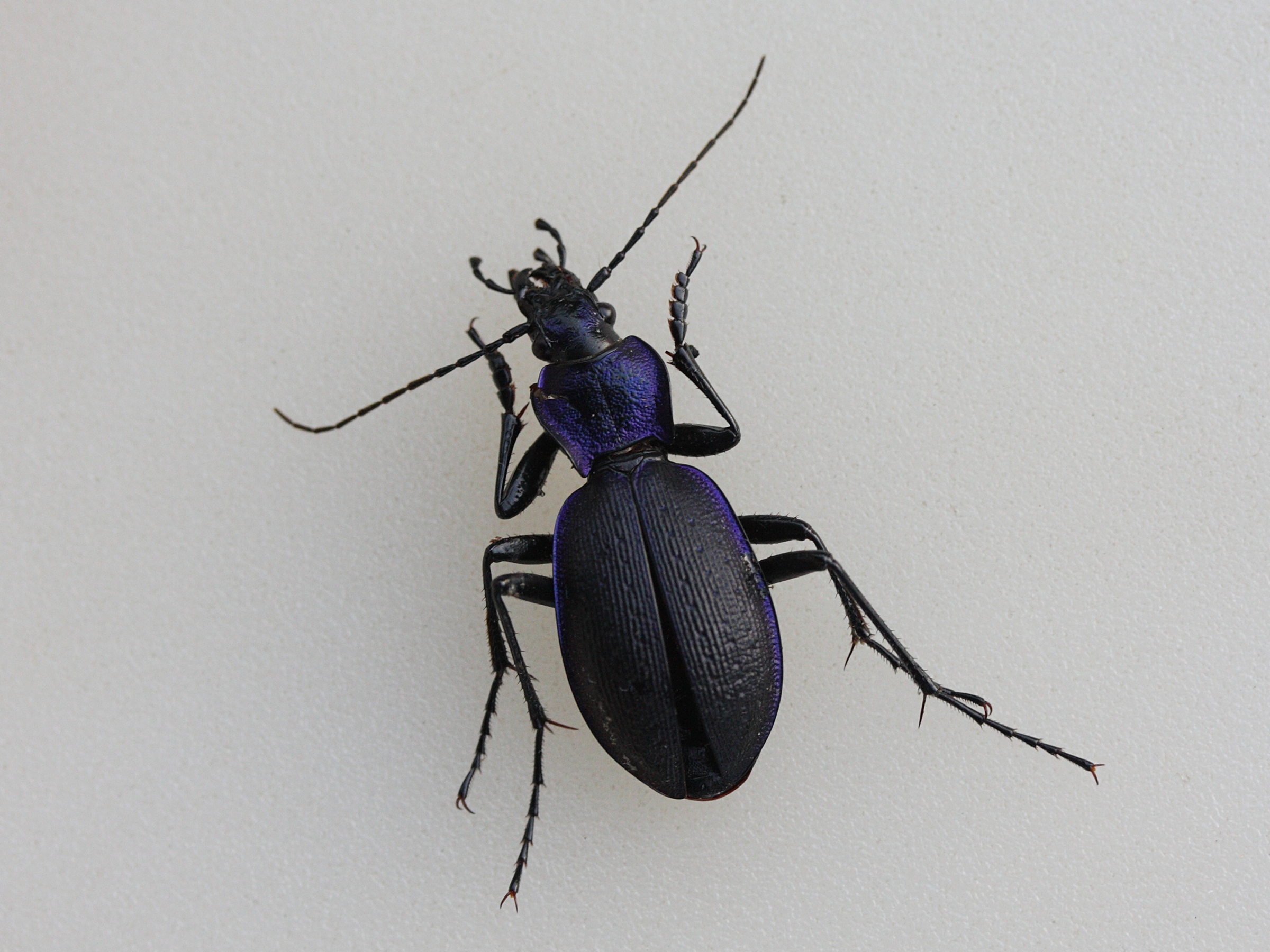 carabus_problematicus3md