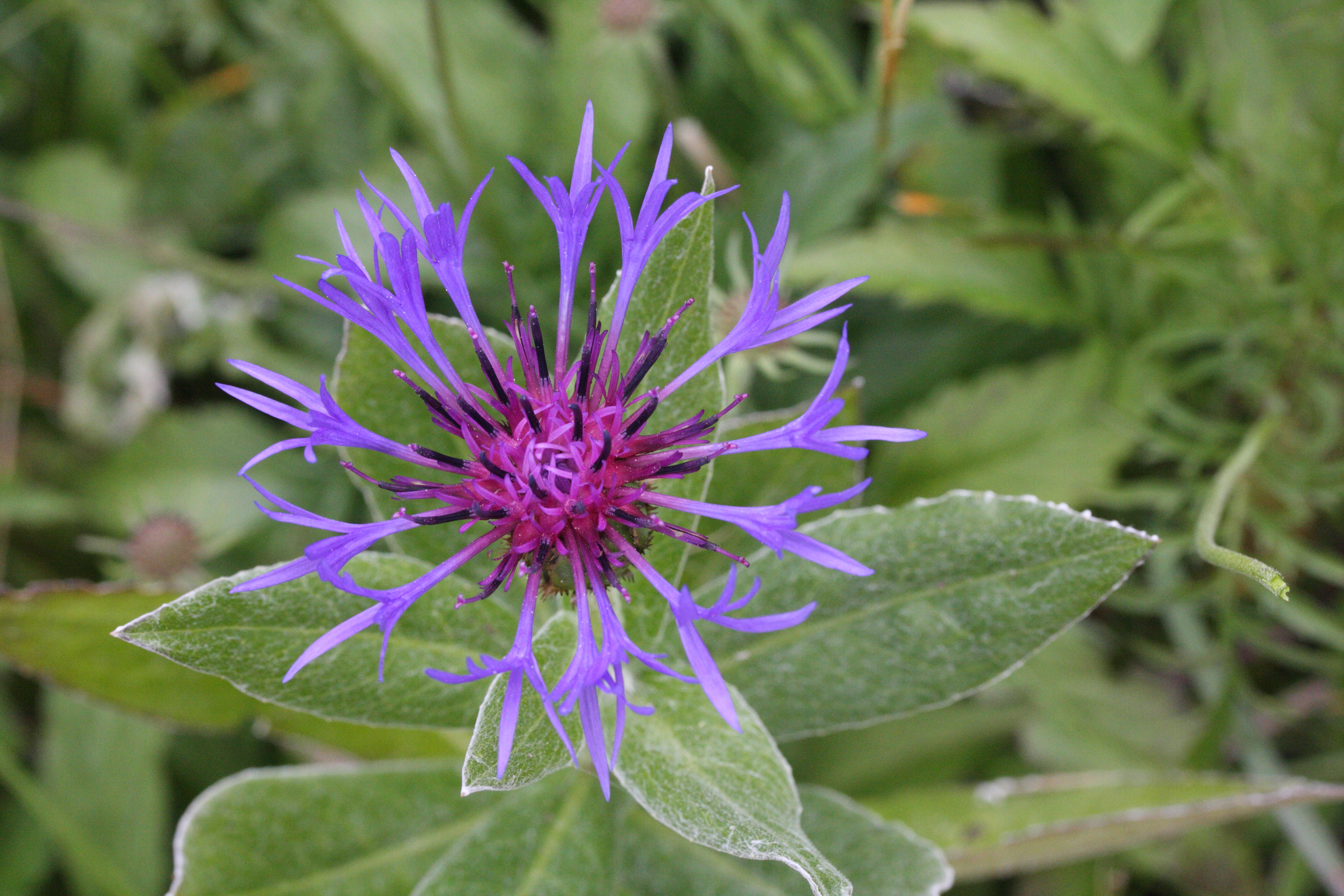 Afficher le média centaurea_montana4md centaurea_montana4md