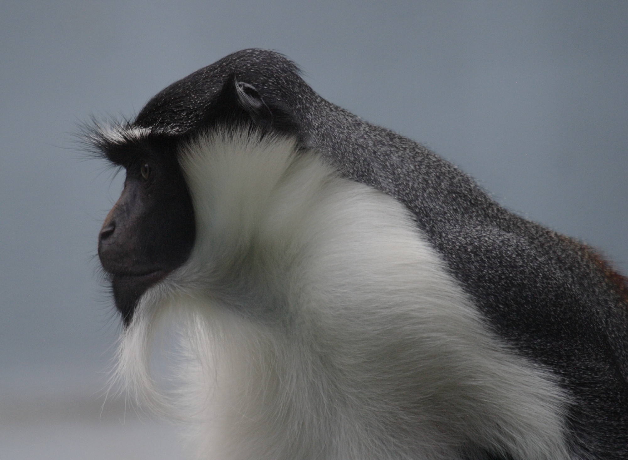 cercopithecus_diana_roloway2bd