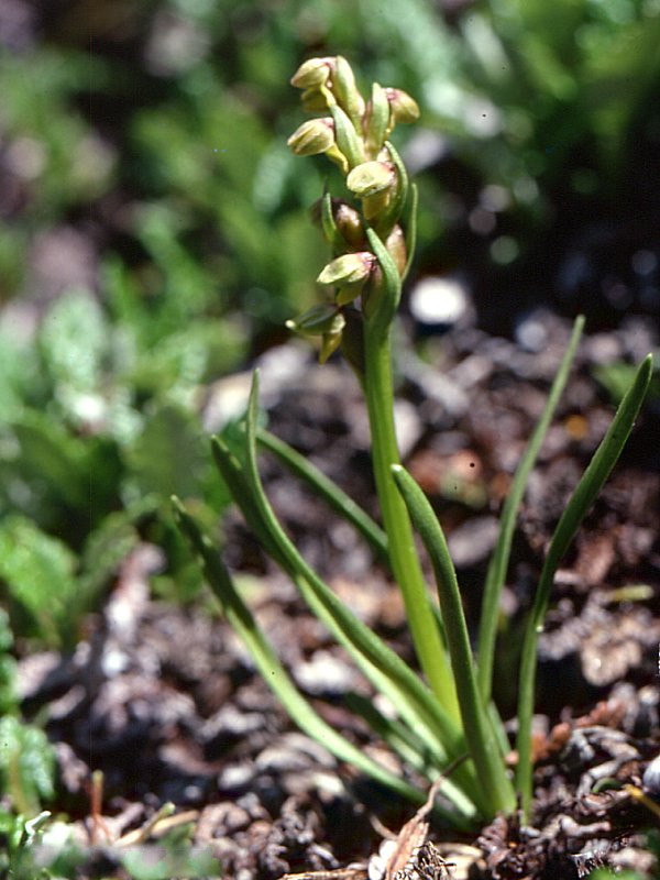 Chamorchis_alpina