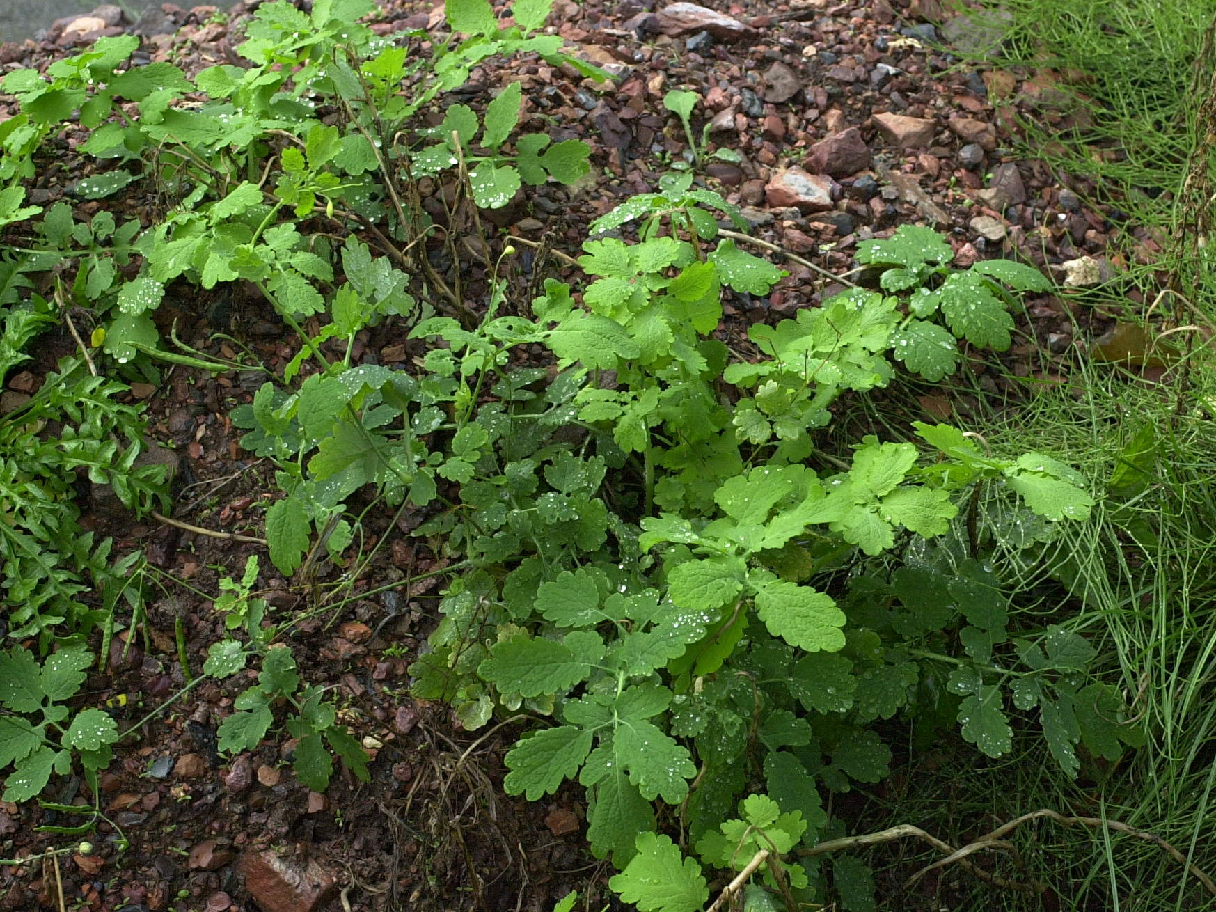 Afficher le média chelidonium_majus1md chelidonium_majus1md