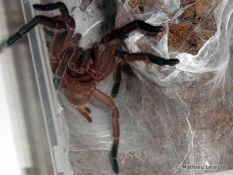 chilobrachys_huahini2ml