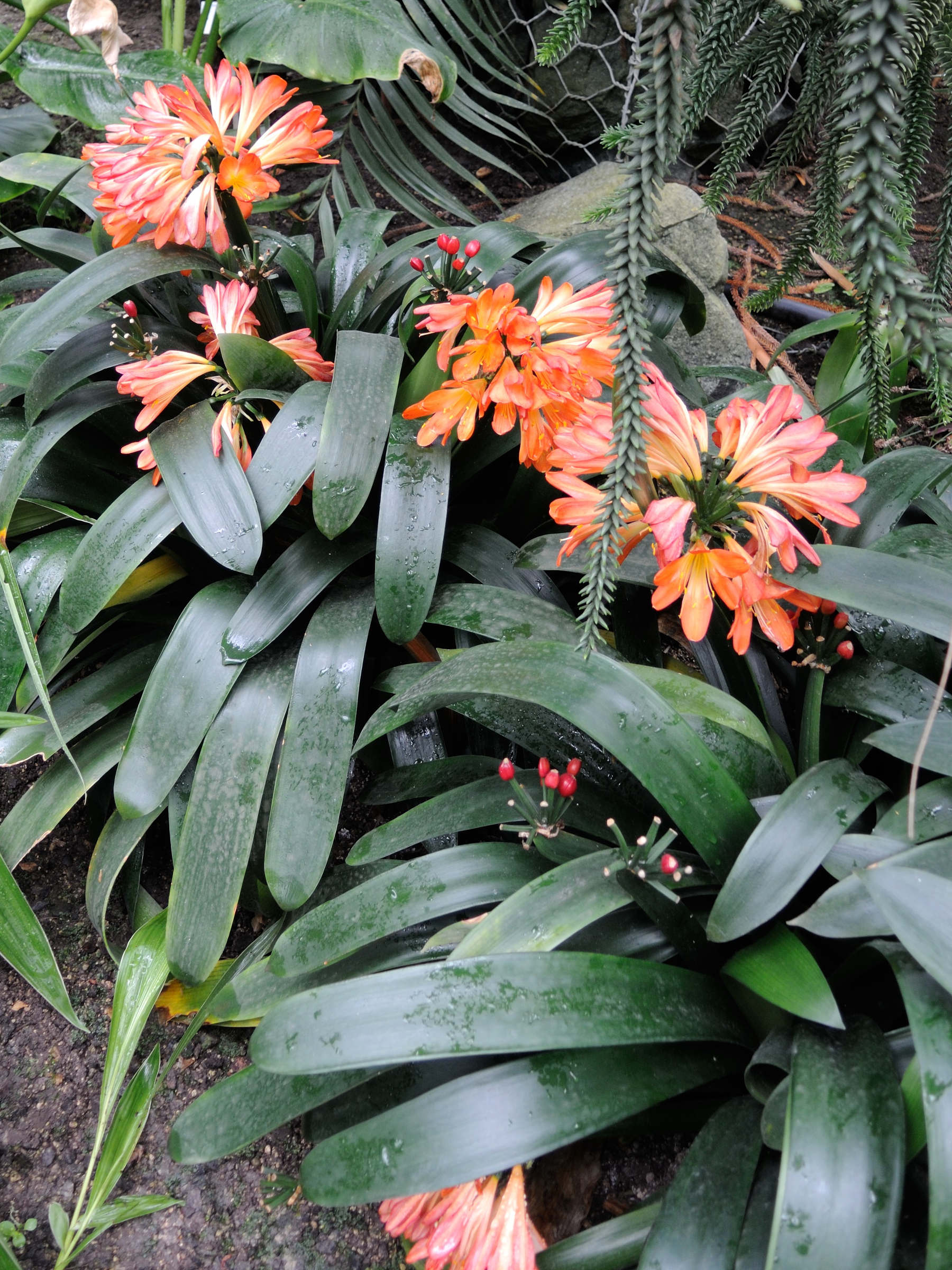 clivia_miniata1md