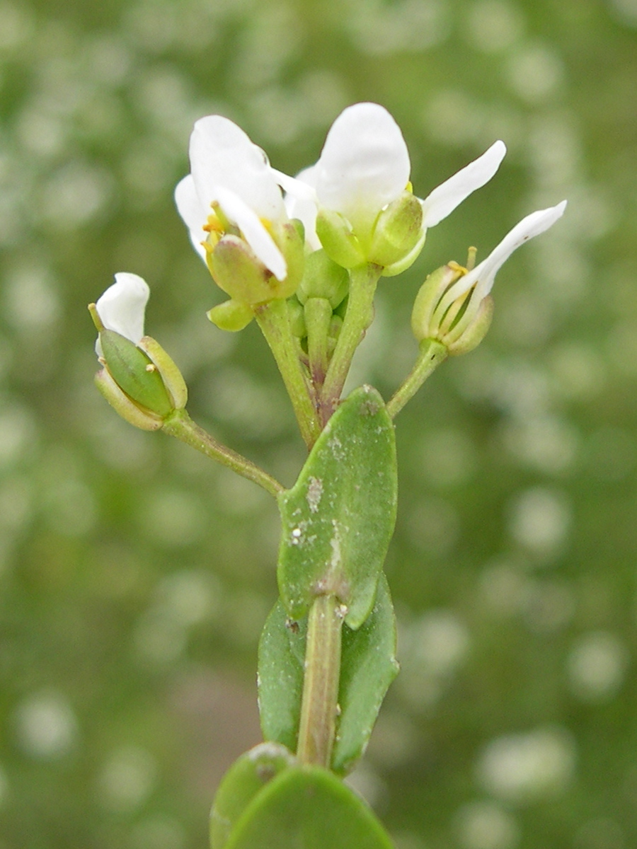 Afficher le média cochlearia_officinalis2md cochlearia_officinalis2md