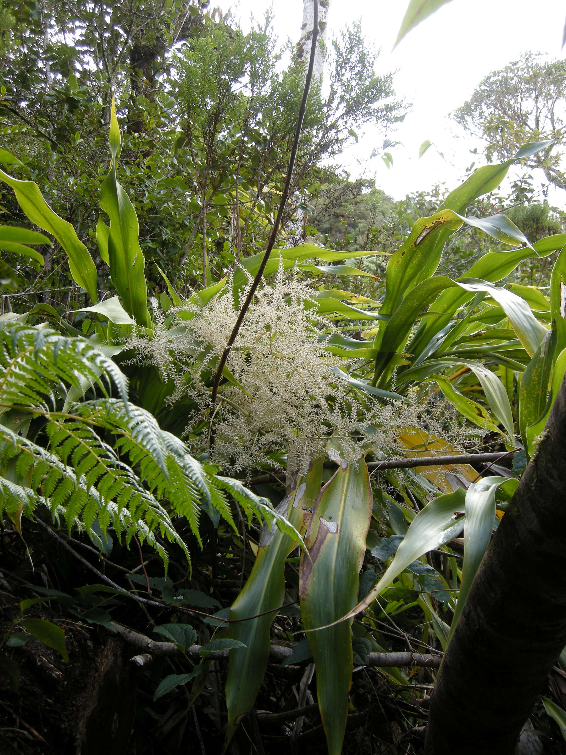 cordyline_mauritiana2md