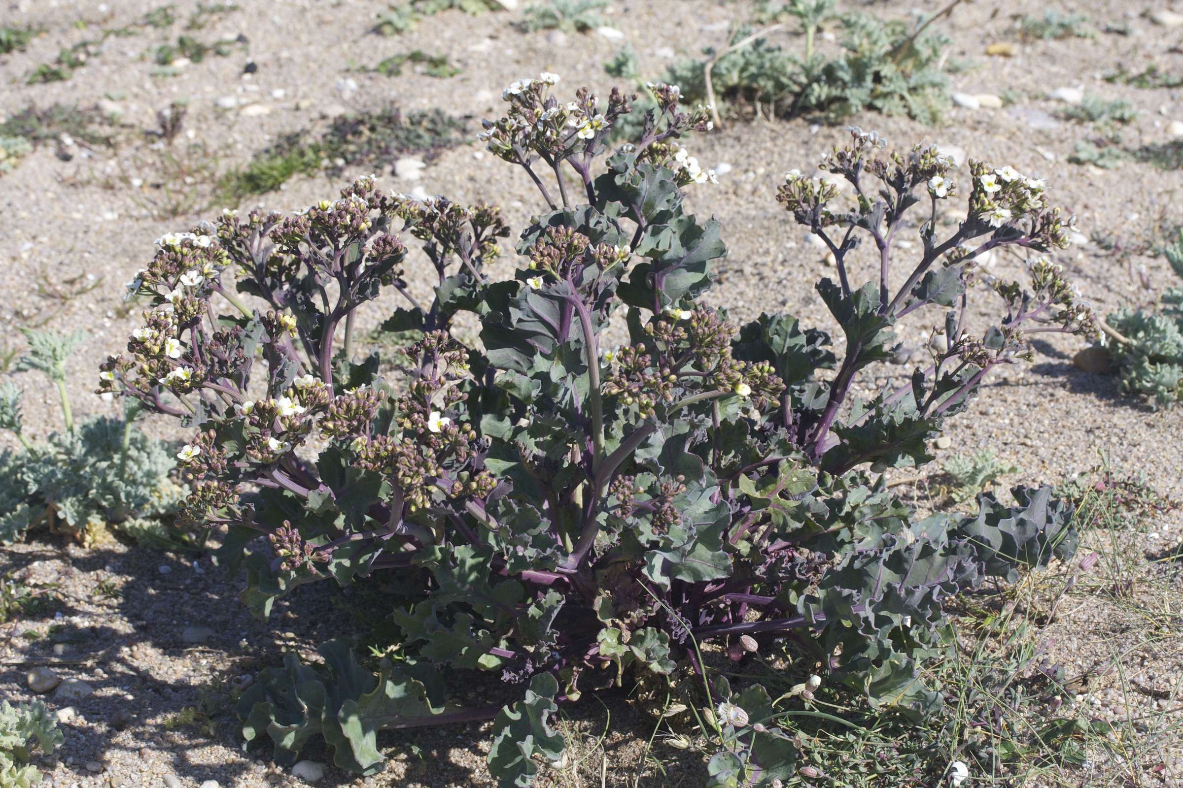 Afficher le média crambe_maritima2md crambe_maritima2md