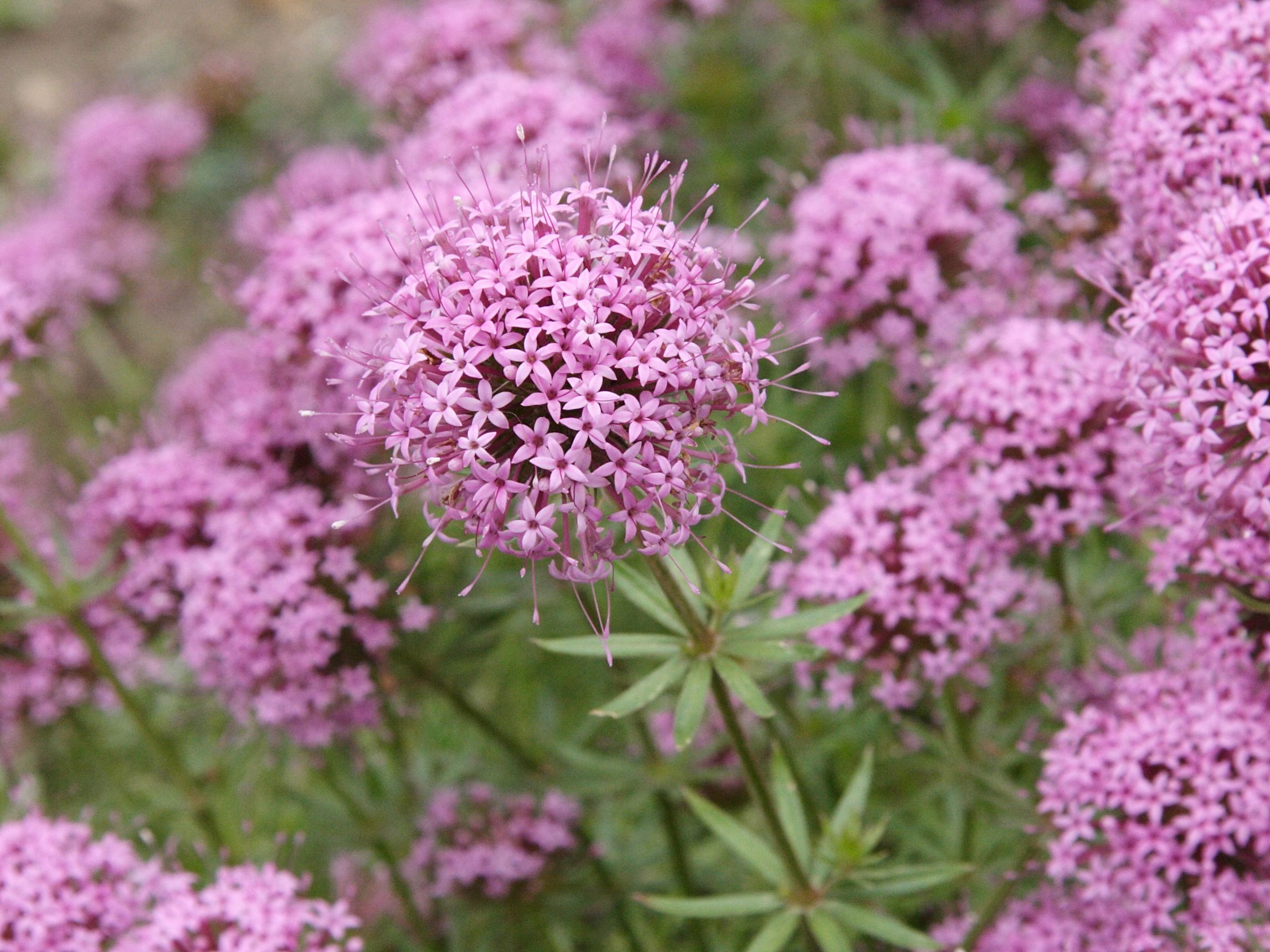 Afficher le média crucianella_stylosa2md crucianella_stylosa2md