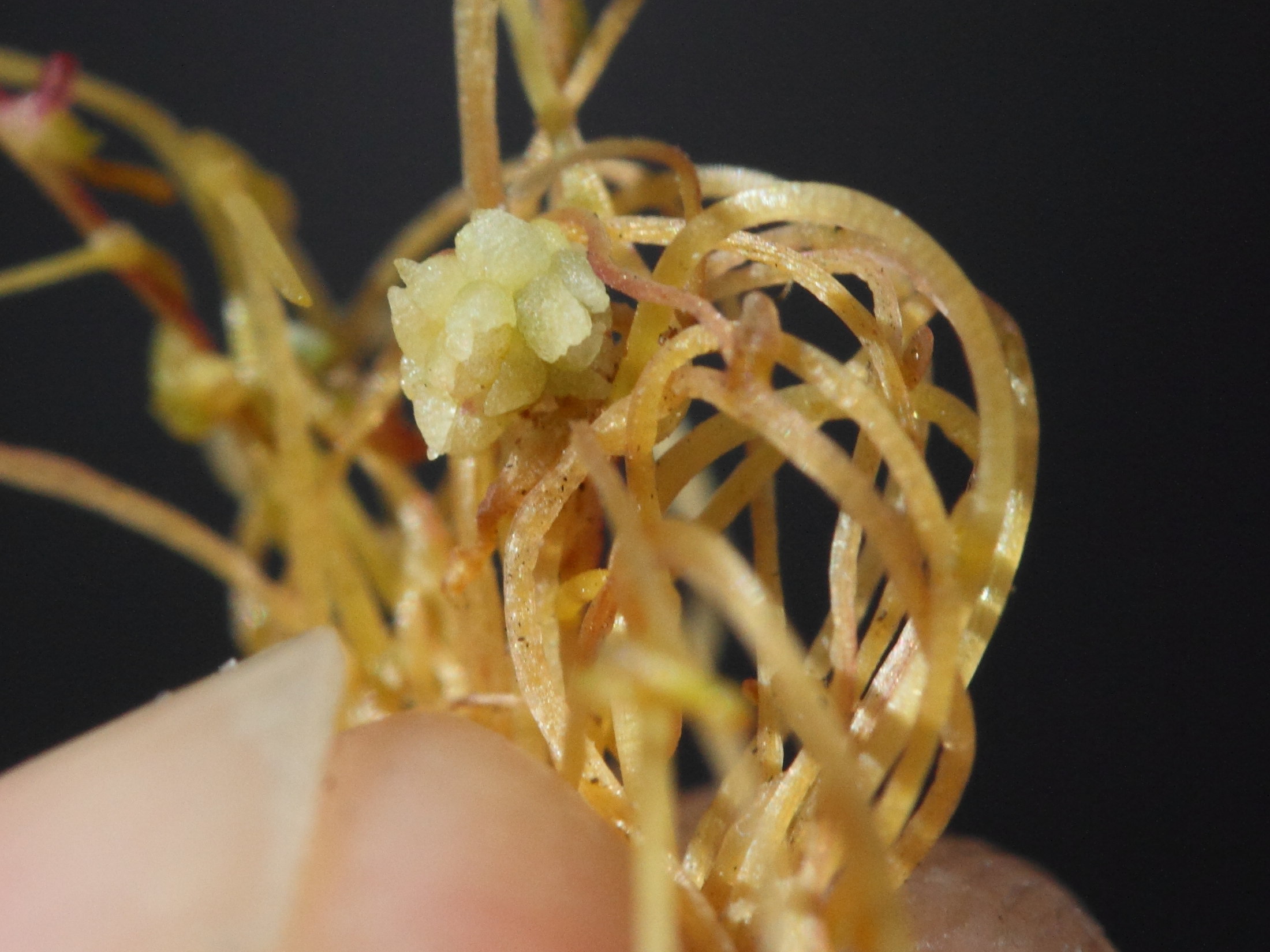 Afficher le média cuscuta_approximata2md cuscuta_approximata2md