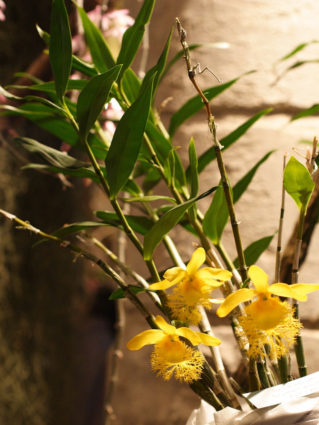 dendrobium_brymerianum2md