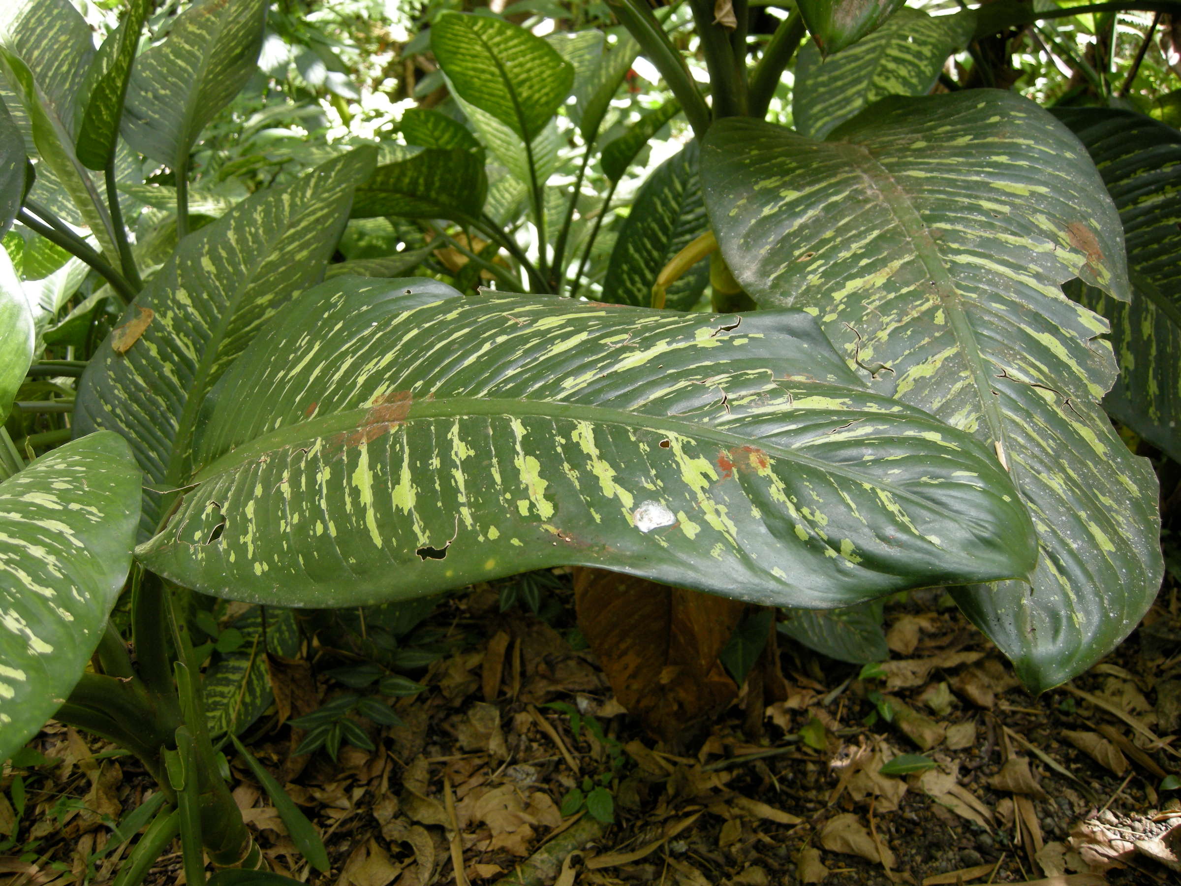 dieffenbachia_seguine2md