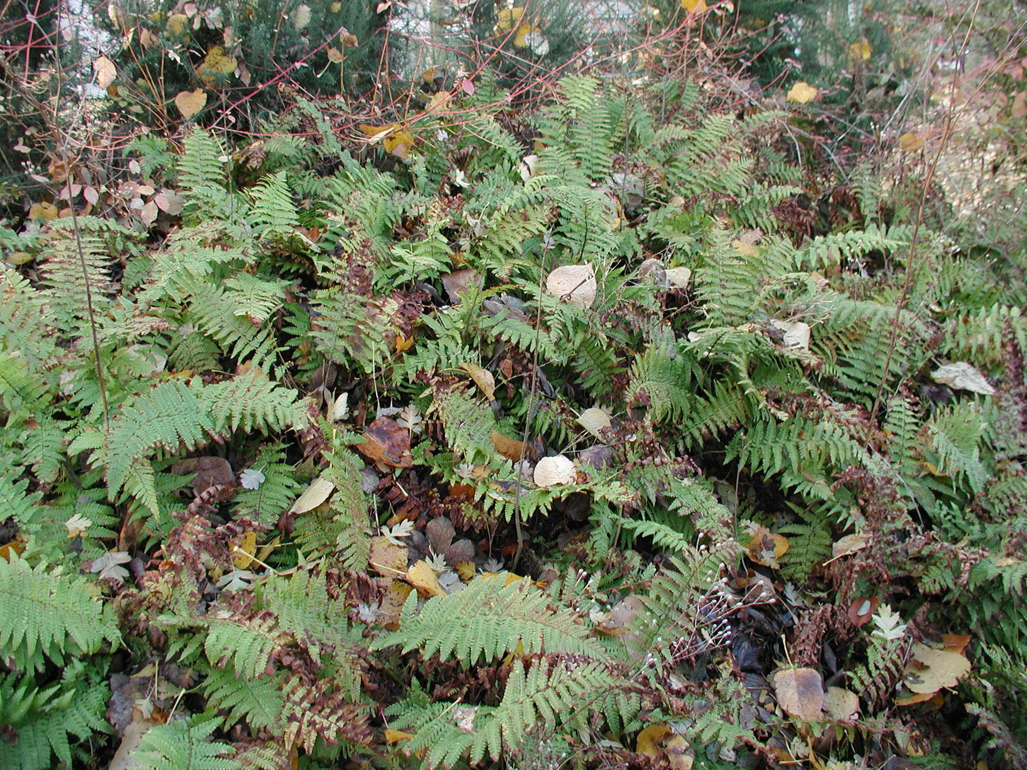 Afficher le média dryopteris_affinis_borreri1md dryopteris_affinis_borreri1md