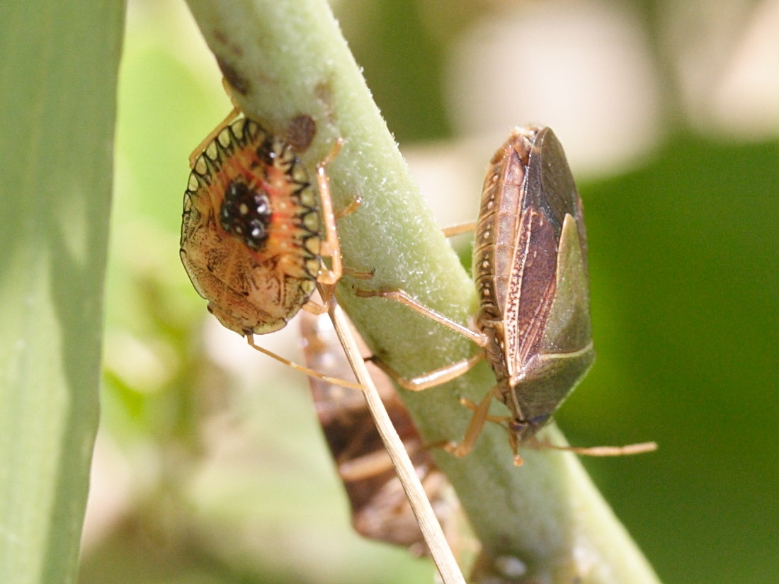 edessa_meditabunda3md