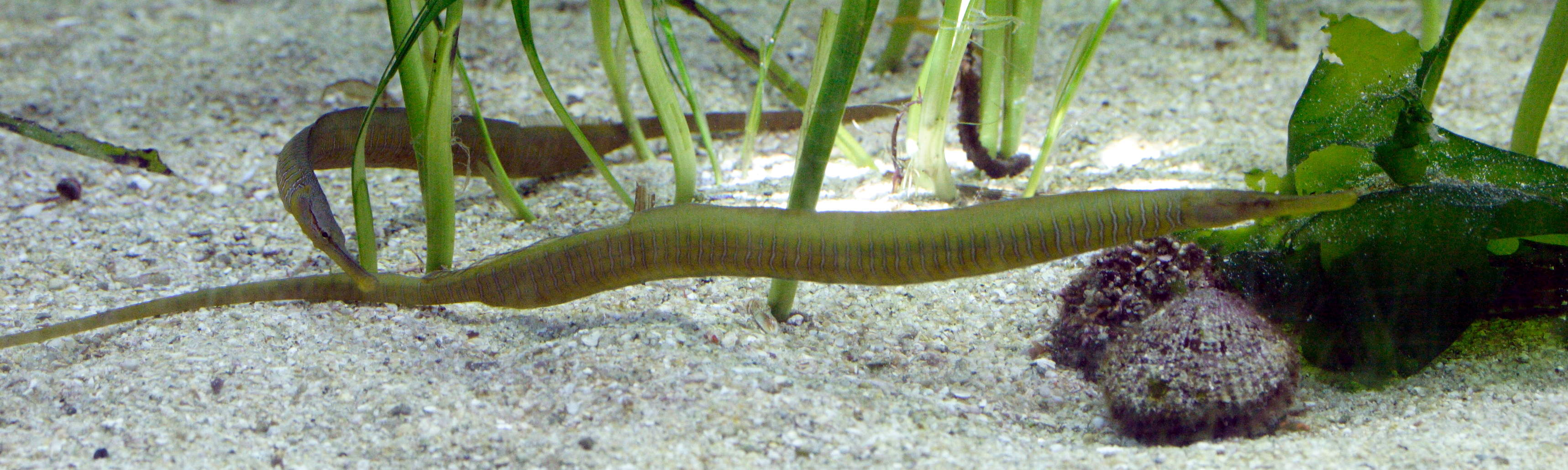 Afficher le média entelurus_aequoreus3md entelurus_aequoreus3md