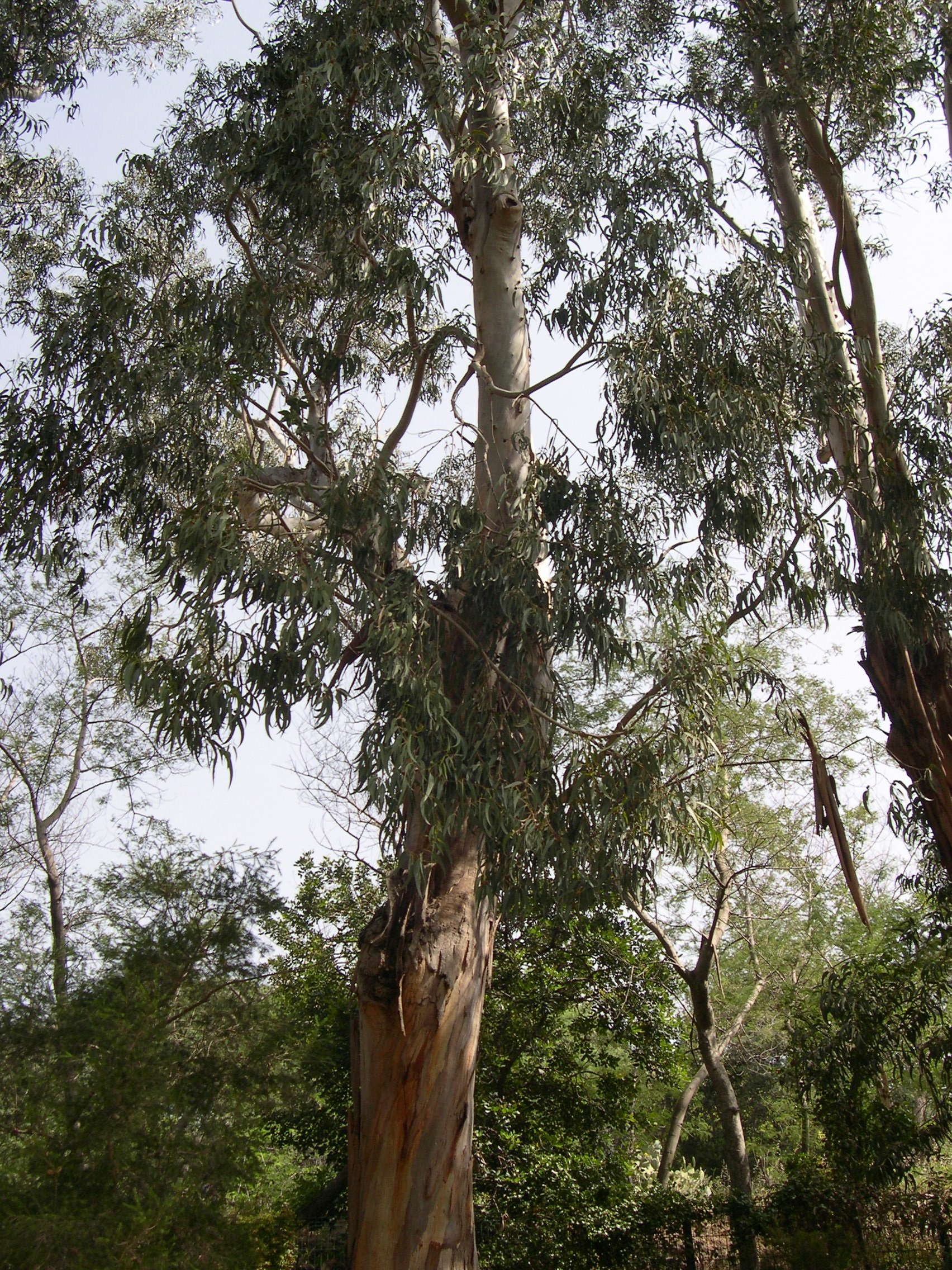 Afficher le média eucalyptus_globulus5md eucalyptus_globulus5md