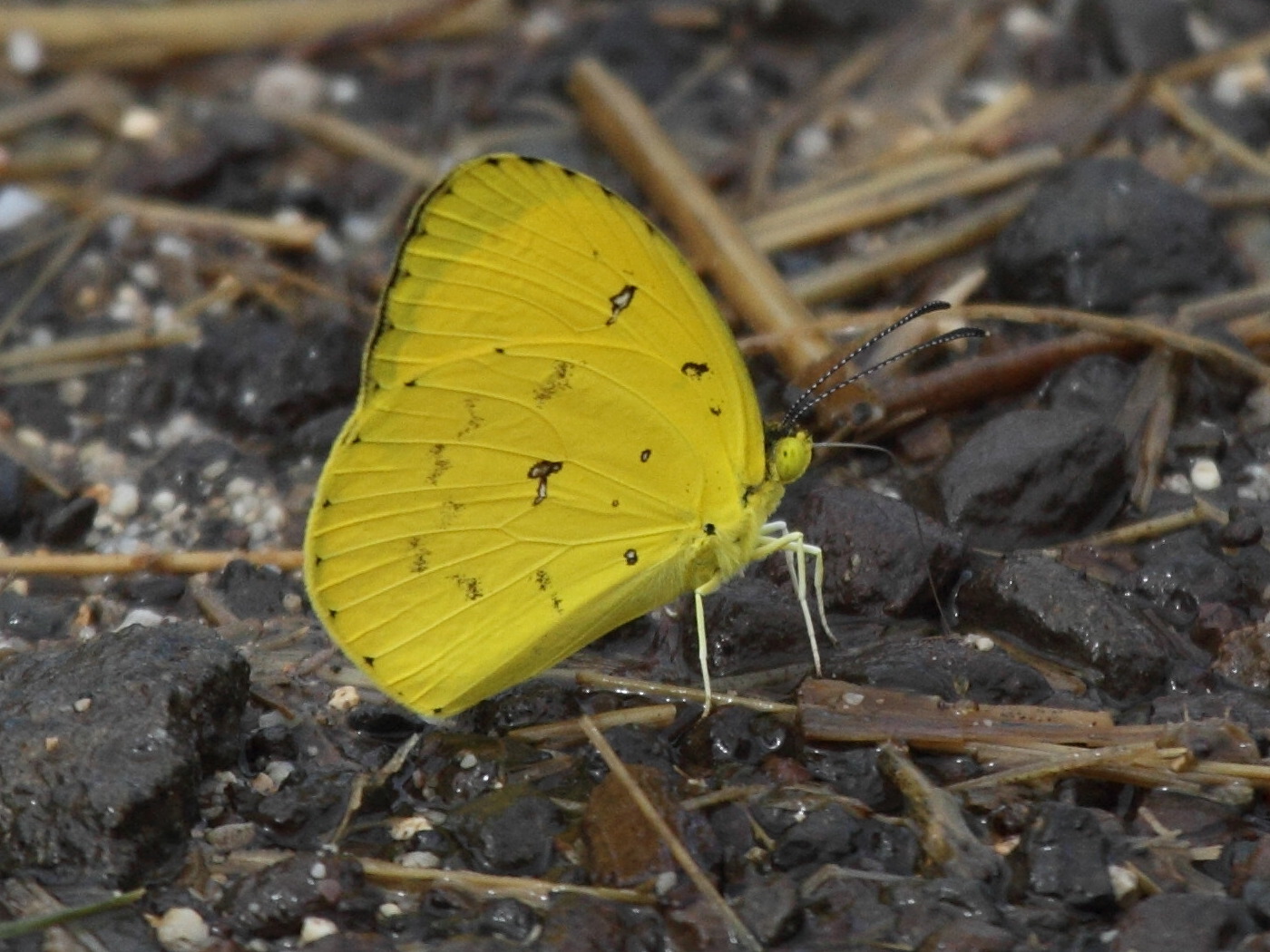 eurema_floricola_ceres2bd