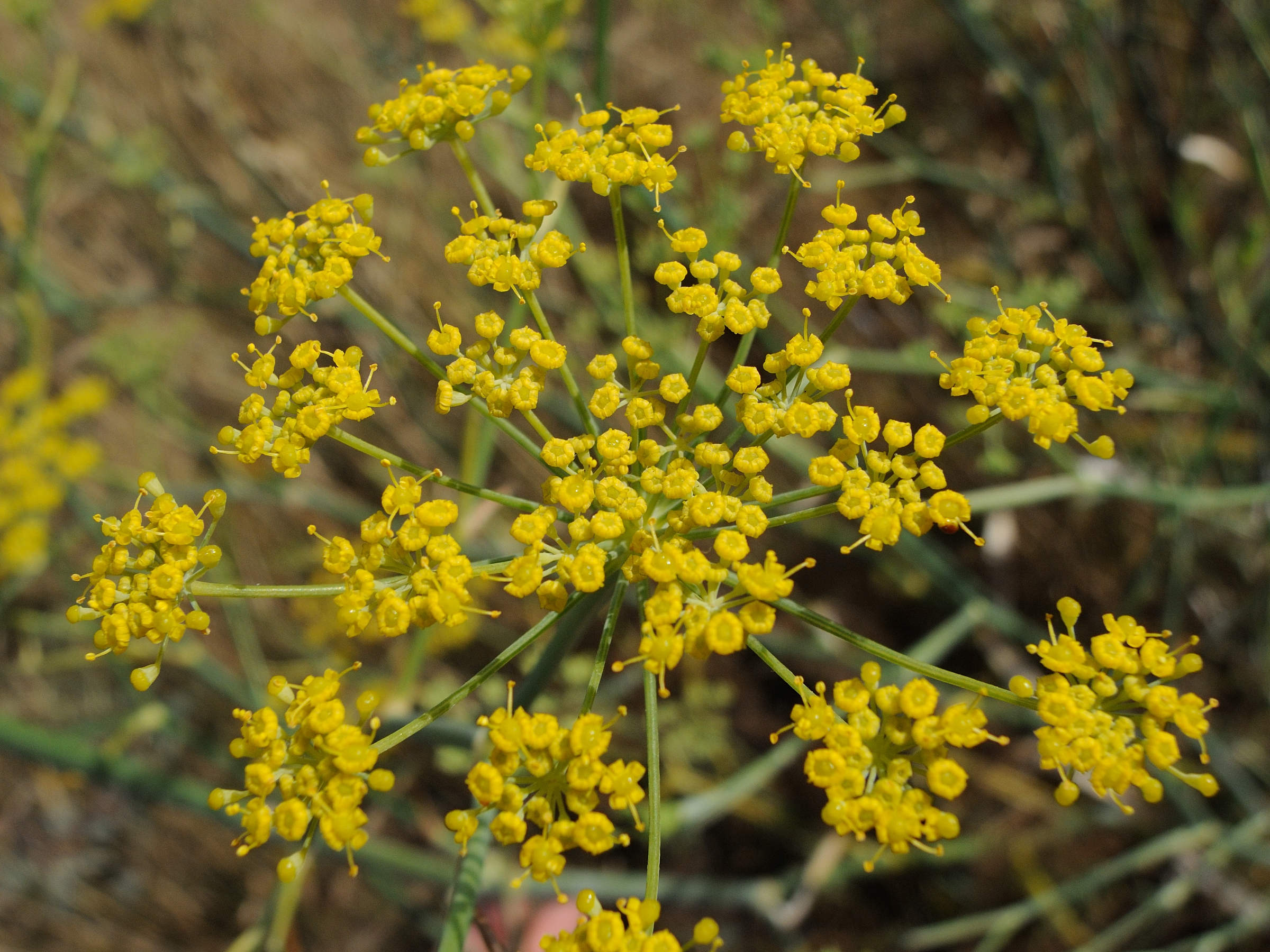 foeniculum_vulgare5md