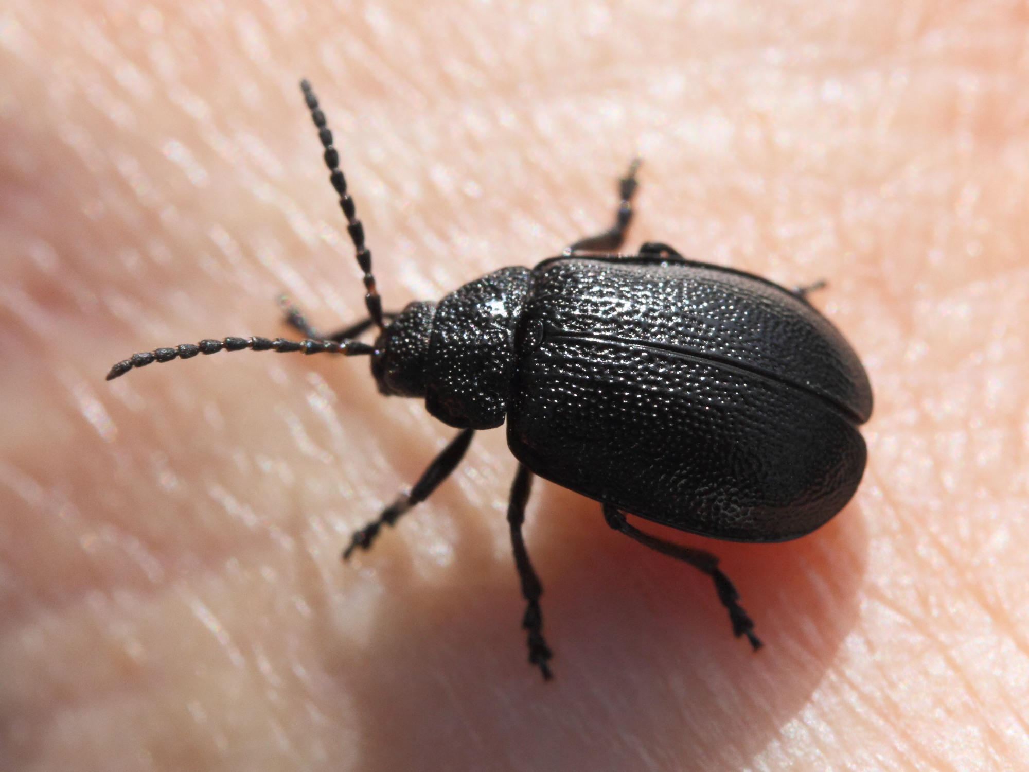 Afficher le média galeruca_tanaceti1md galeruca_tanaceti1md