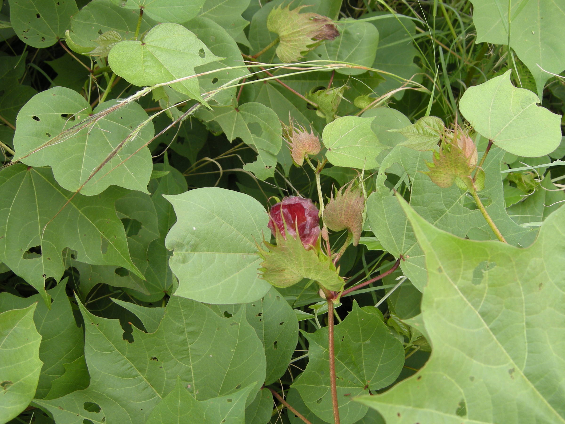 gossypium_herbaceum4md