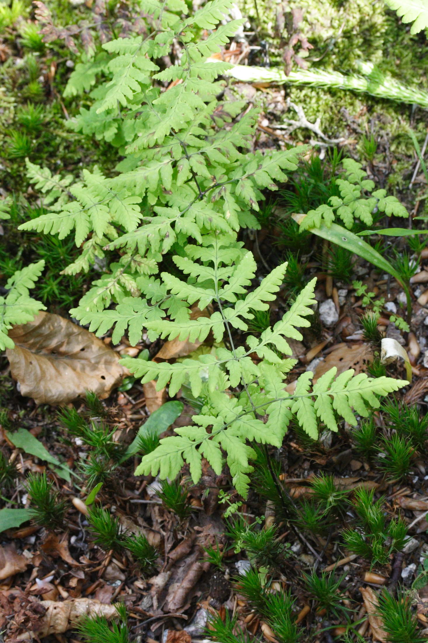 gymnocarpium_dryopteris2md