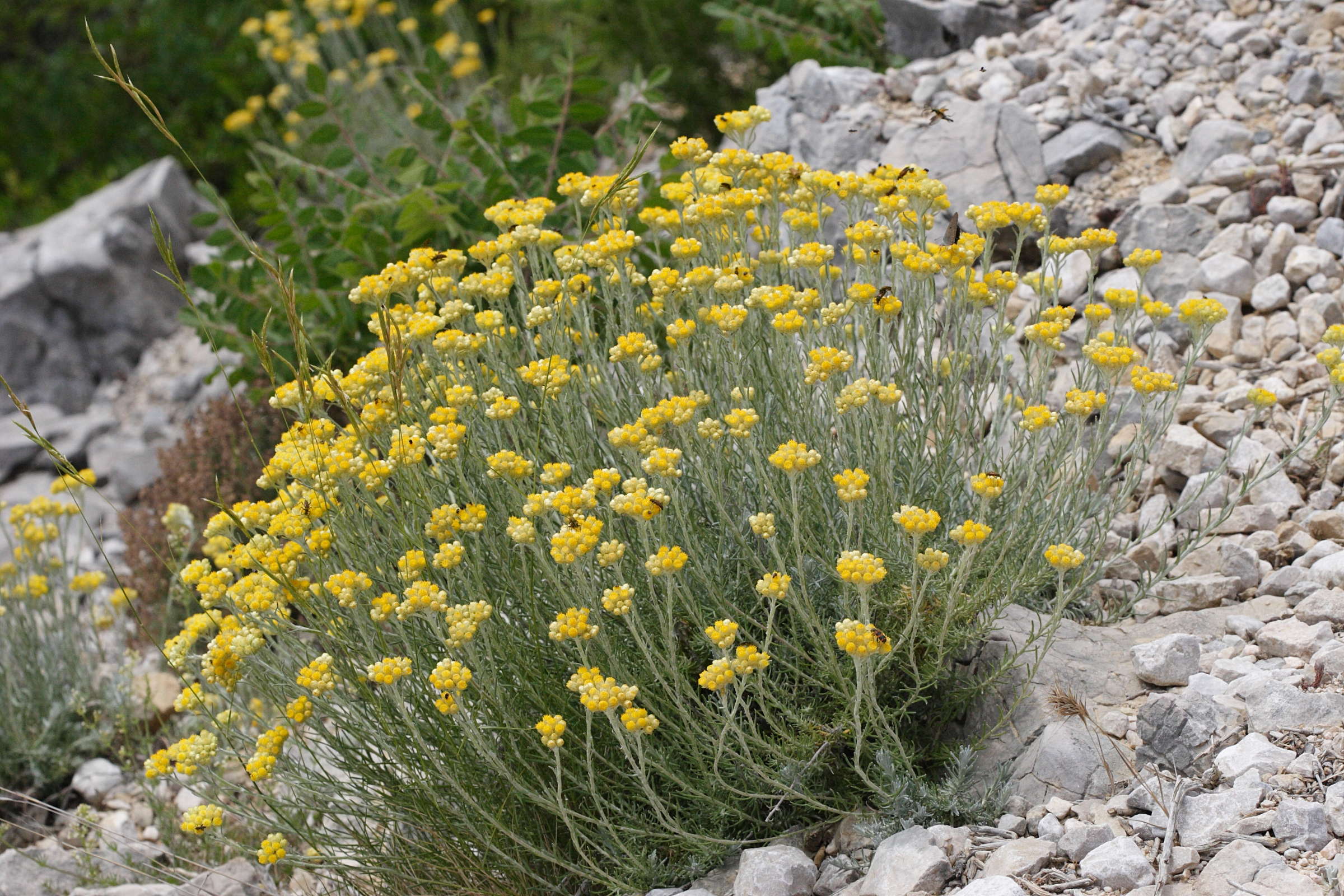 helichrysum_stoechas6md