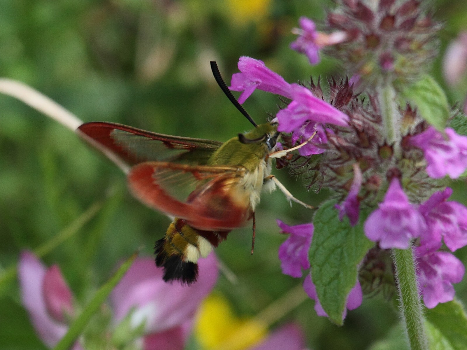 hemaris_fuciformis4bd