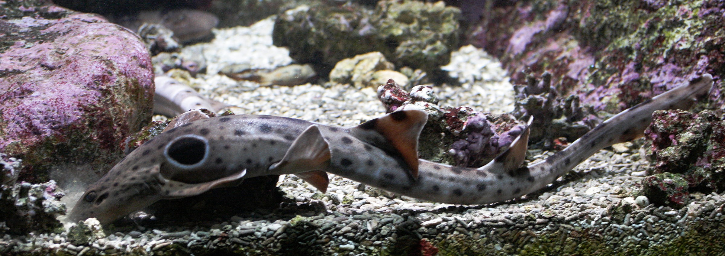 Afficher le média hemiscyllium_ocellatum1md hemiscyllium_ocellatum1md